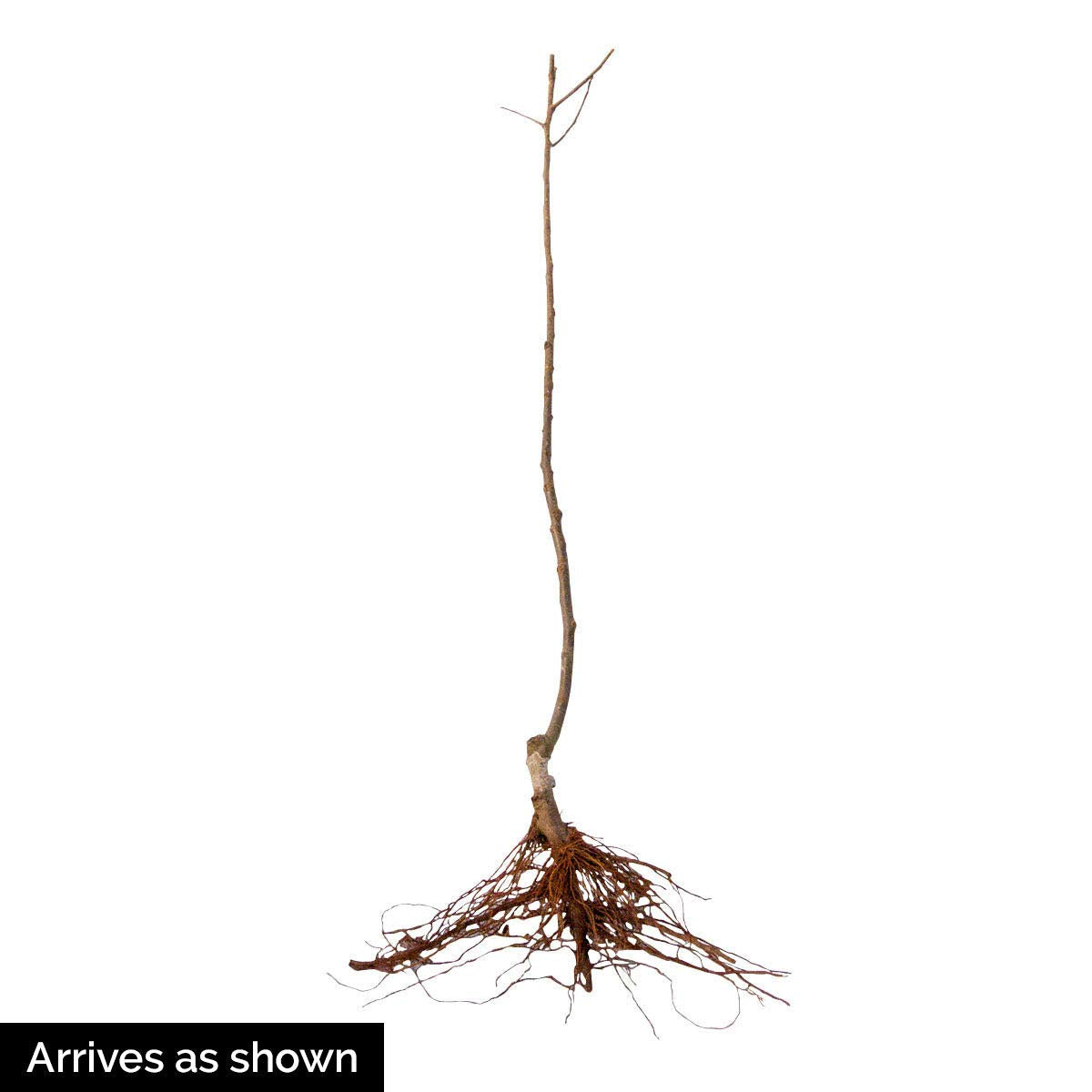 Pristine Apple Dormant Starter Bare Root Standard Fruit Tree, 1-Pack - Due to State restrictions Can't Ship to Montana