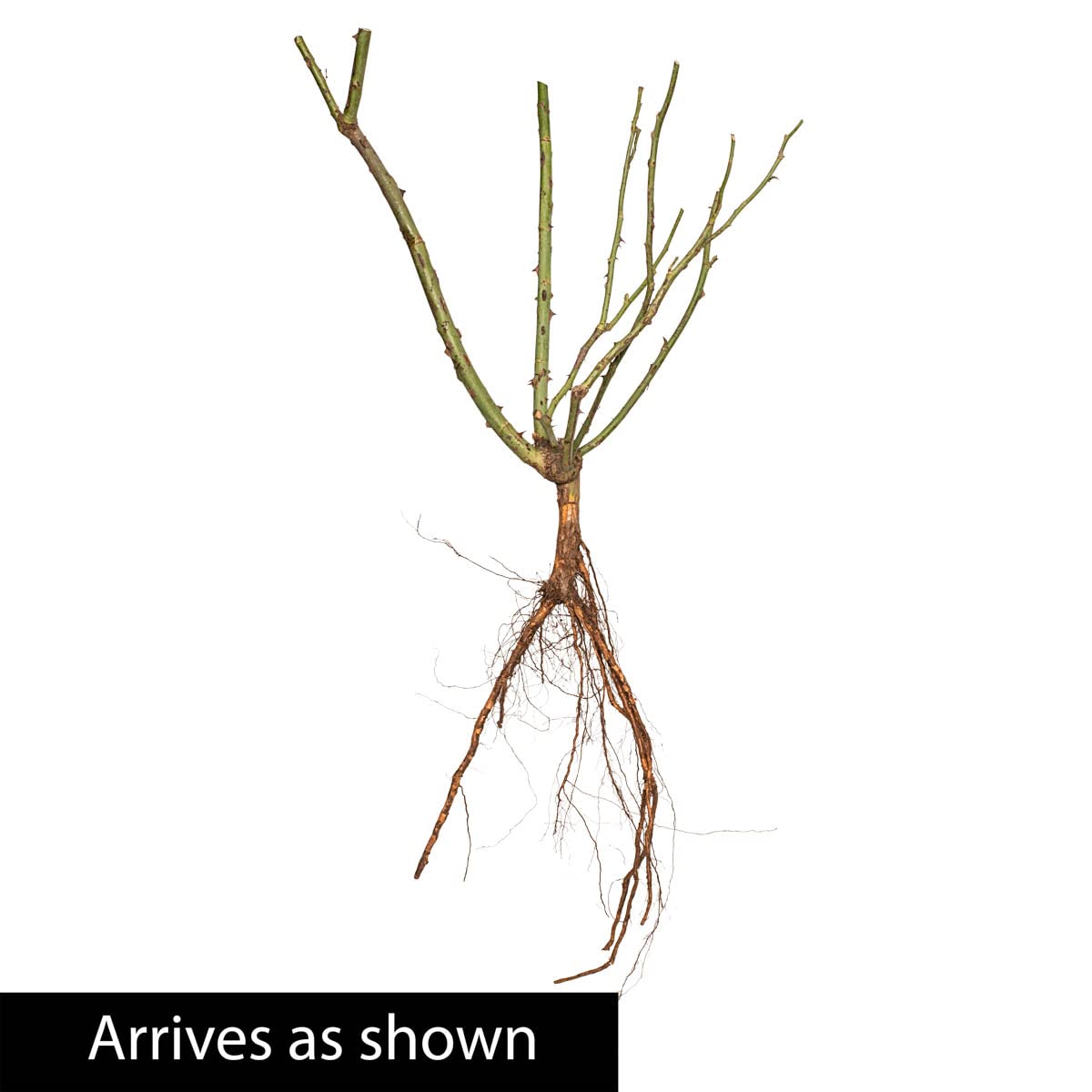 BRECK'S - Violets Pride Dormant Bare Root Floribunda Rose, Includes one Plant per Order