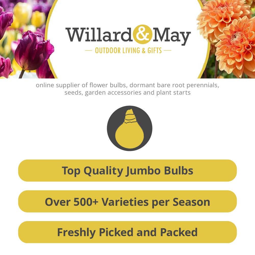 25 Mixed Ranunculus Bulbs for Planting - Buttercup Color Mix Value Bag - Plant in Gardens, Borders & Flowerbeds - Easy to Grow Fall Flowers Bulbs by Willard & May