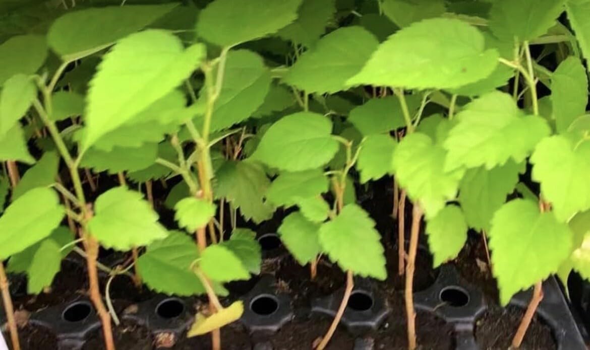 Live Plant - Mulberry Tree - 'Dwarf Everbearing' - Morus nigra 2 Plants Edible Fruit !