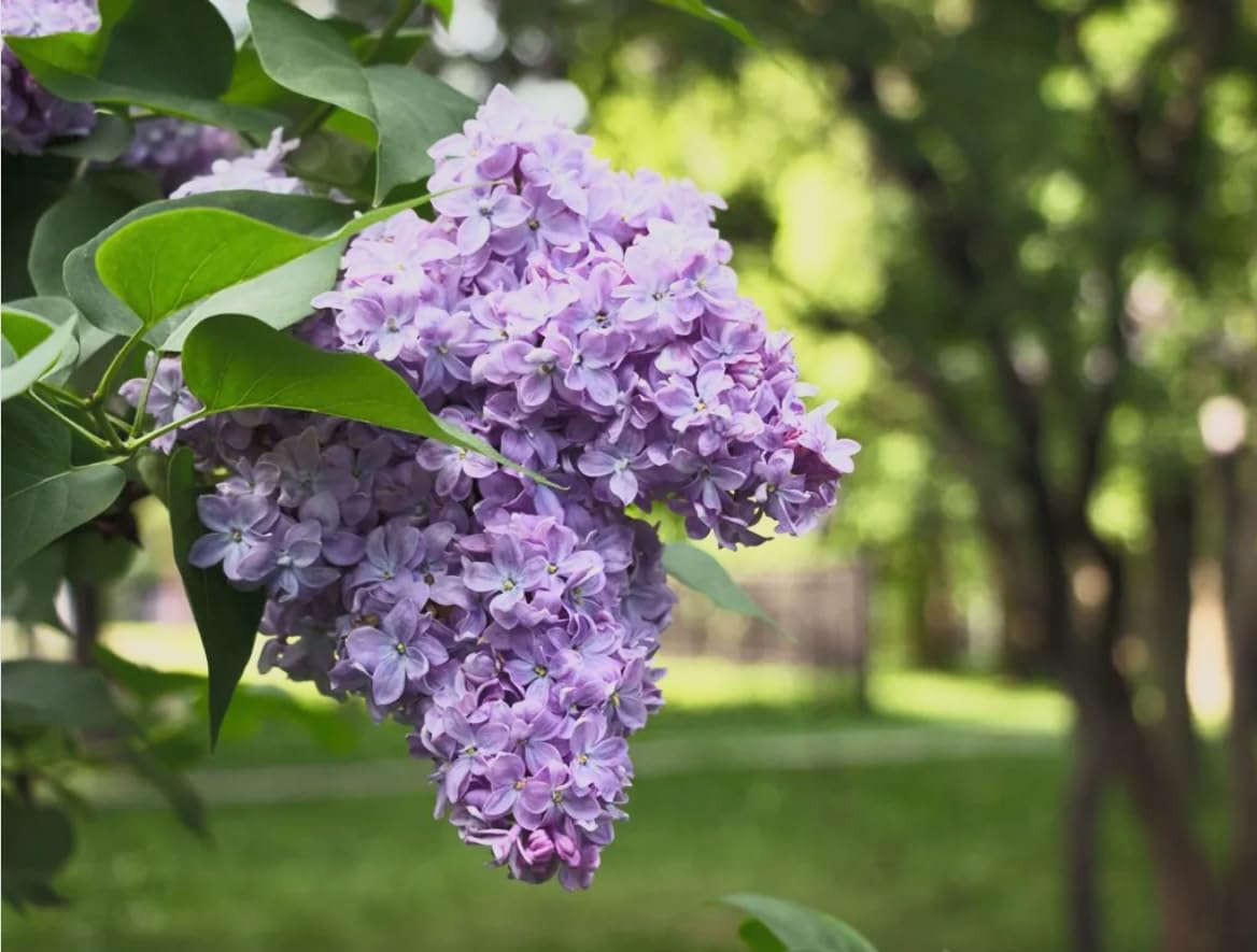Old Fashioned Lilac Bushes Live Plants (2 Pack) ā 18ā24ā Tall - Syringa vulgaris ā Fragrant Lavender Purple Flowers ā Hardy Flowering Shrubs