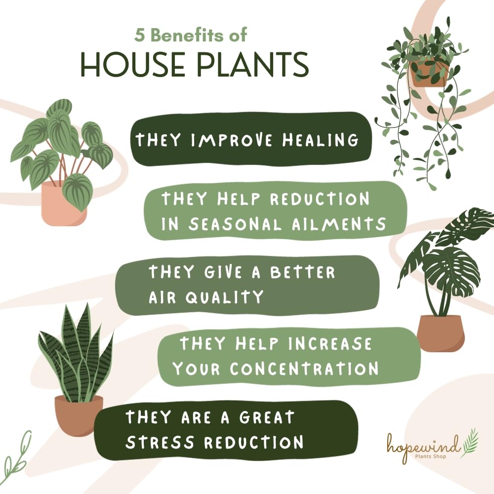 Hopewind Plants Shop Parlor Palm, Pet-Friendly, Air Purifying Plant, Live Indoor Plant, Neanthe Bella Palm, Easy Care and Easy to Grow and Low Maintenance Live Houseplant in 4 inch Pot