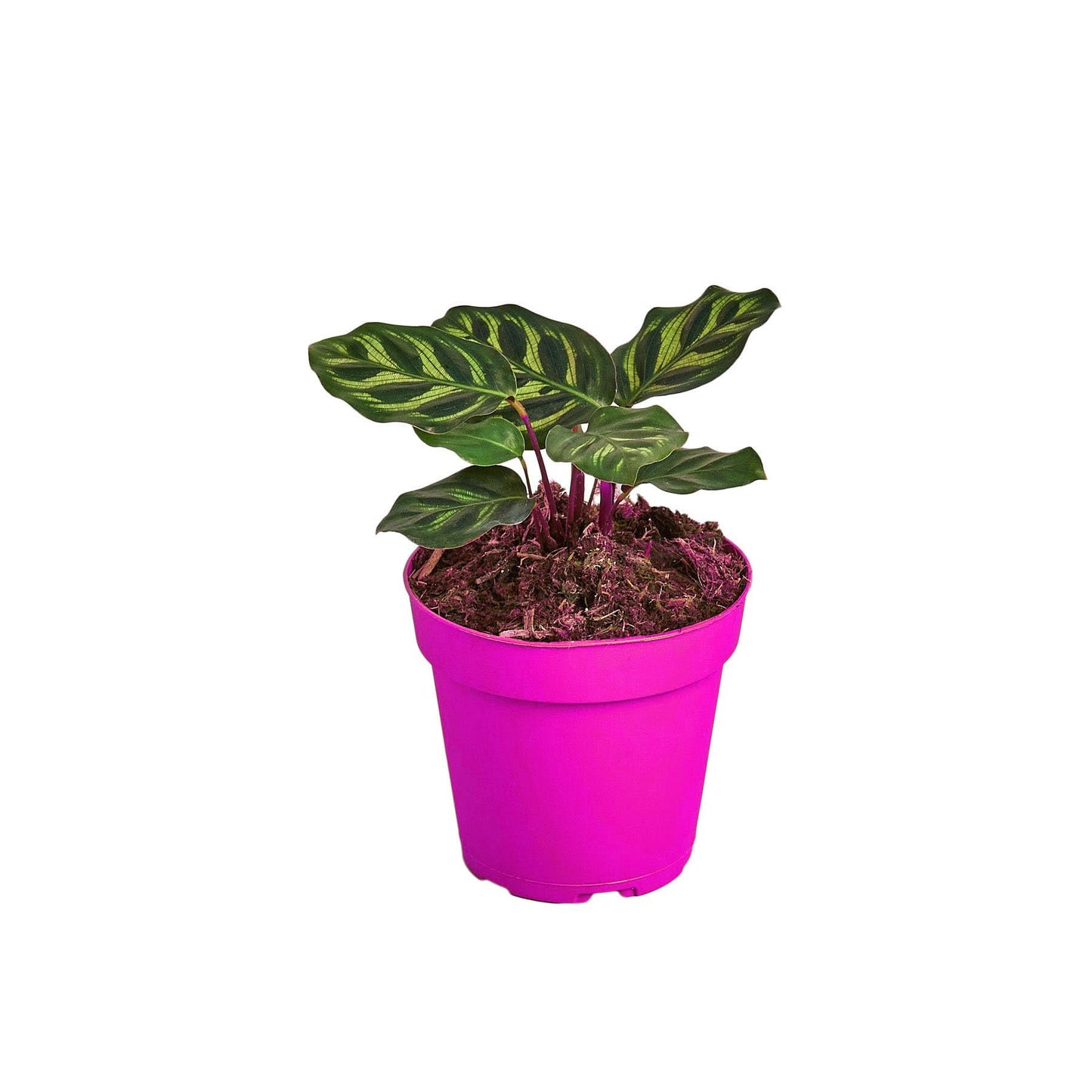 5 Pack Calathea 'Makoyana' - 4" Pot in 4in Pot - Live Tropical Houseplant - Easy to Grow | Air Purifying | Pet Friendly | Variegated | USA Growers | The Snobby Leaf