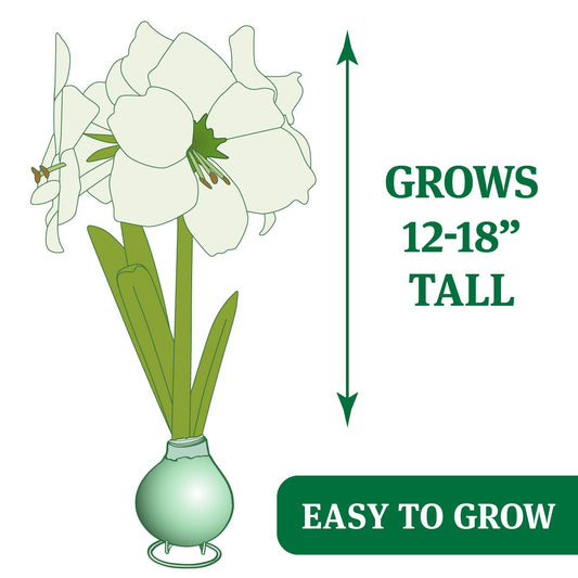 Purple Base Waxed Amaryllis Flower Bulb with Stand, No Water Needed, Real Live Spring Flowers