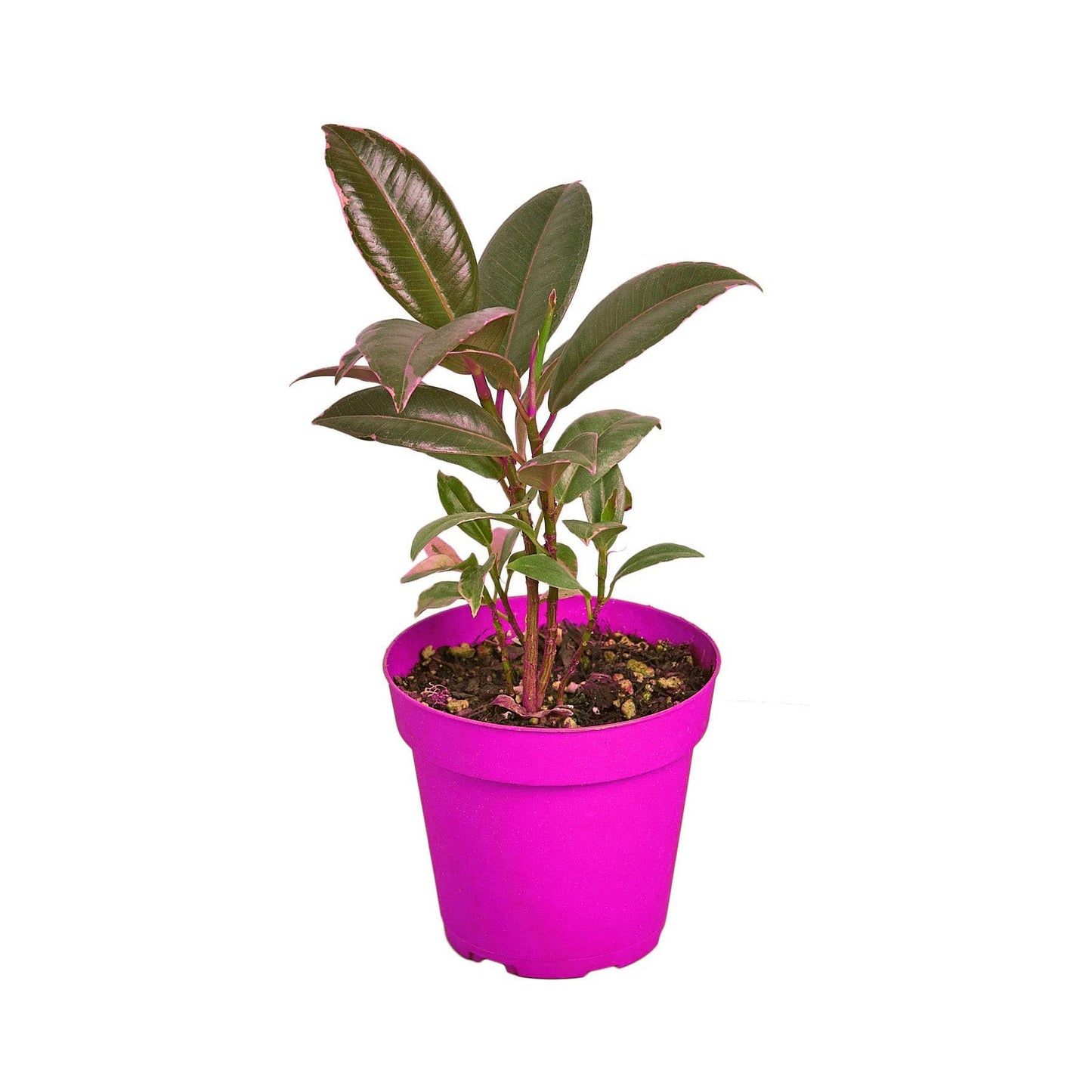 9 Pack Ficus Elastica 'Tineke' - 6" Pot in 6in Pot - Live Tropical Houseplant - Easy to Grow | Air Purifying | Variegated | USA Growers | The Snobby Leaf