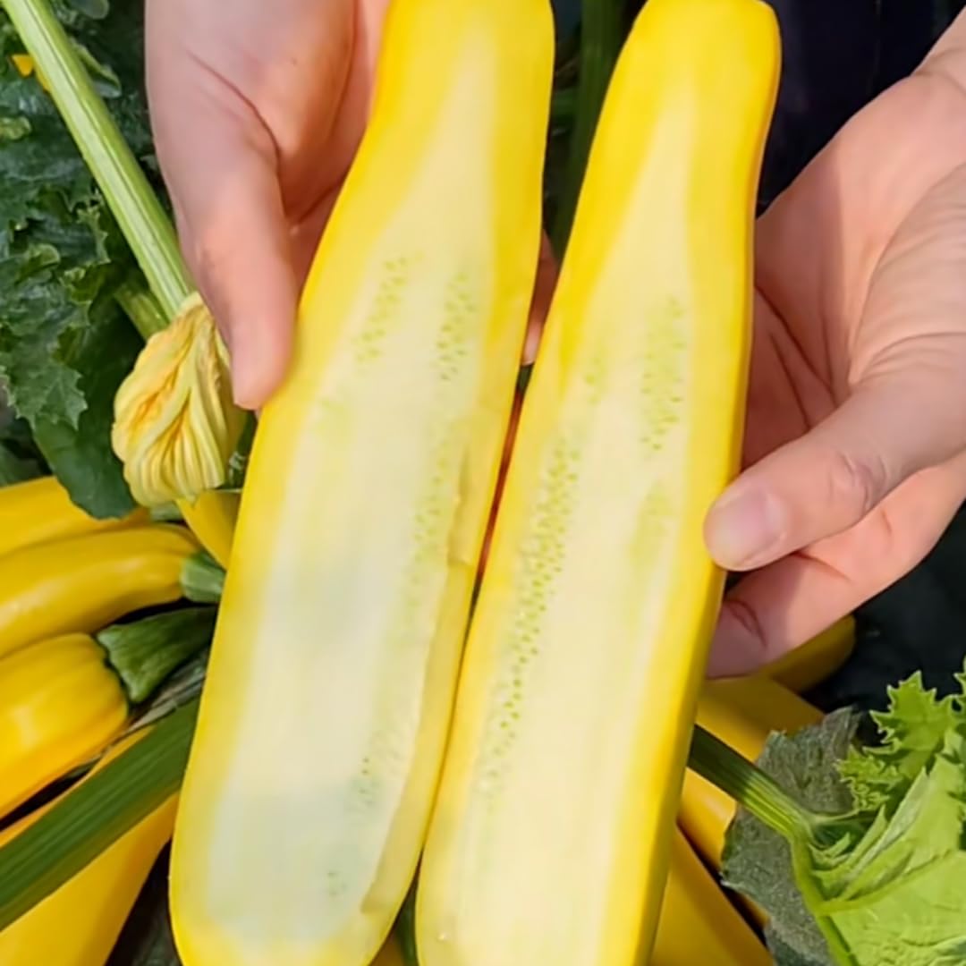 Set 4 Zucchini Plants Seedlings, 4 to 6 Inches Tall, Live Yellow Squash Zucchini Plants for Planting