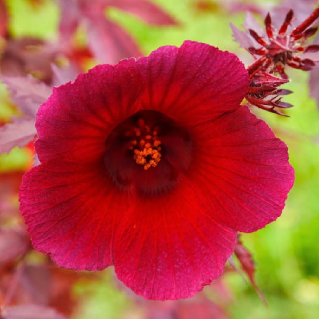 Pack of 4 Live Cranberry Hibiscus Plants, 4–6 Inches Tall, Flowering Plants for Indoor and Outdoor Planting