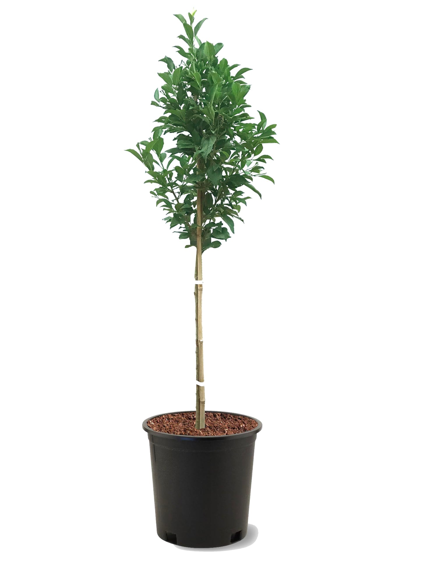 American Plant Exchange Santa Rosa Plum Tree, 5 Gallon Pot, 3-4ft Tall, Large Outdoor Landscape Garden Plant, Live Fruiting Plant, Ideal for Home Gardens, Beautiful Blooms, and Robust Growth