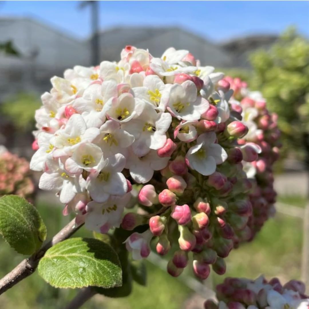 Flowering Almond Shrubs Trees Live Plants in Pot, Well-Rooted Fragrant Flowering Plum Bushes, 8-12 Inches Tall, Ornamental Tree for Outdoor Planting