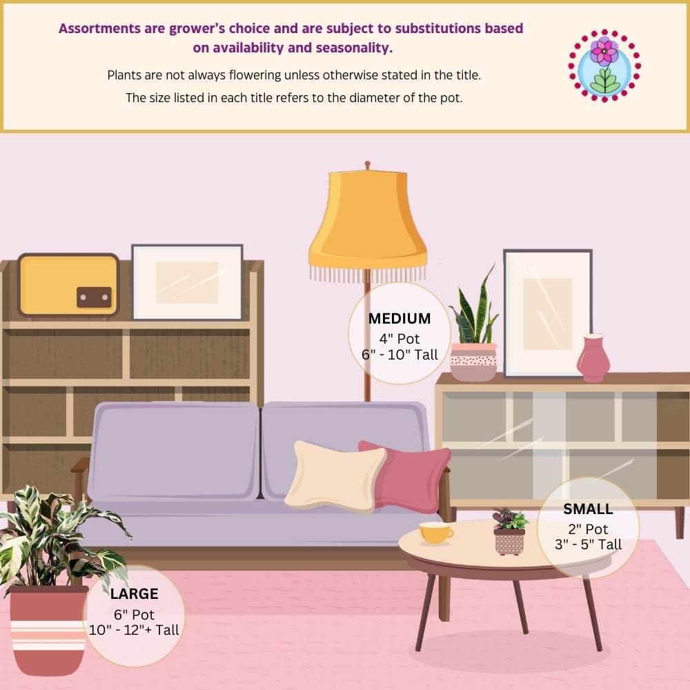Harmony Foliage Columnea Broget Stavanger in a 2 inch Pot Goldfish Plant, Lipstick Plant, red Flower