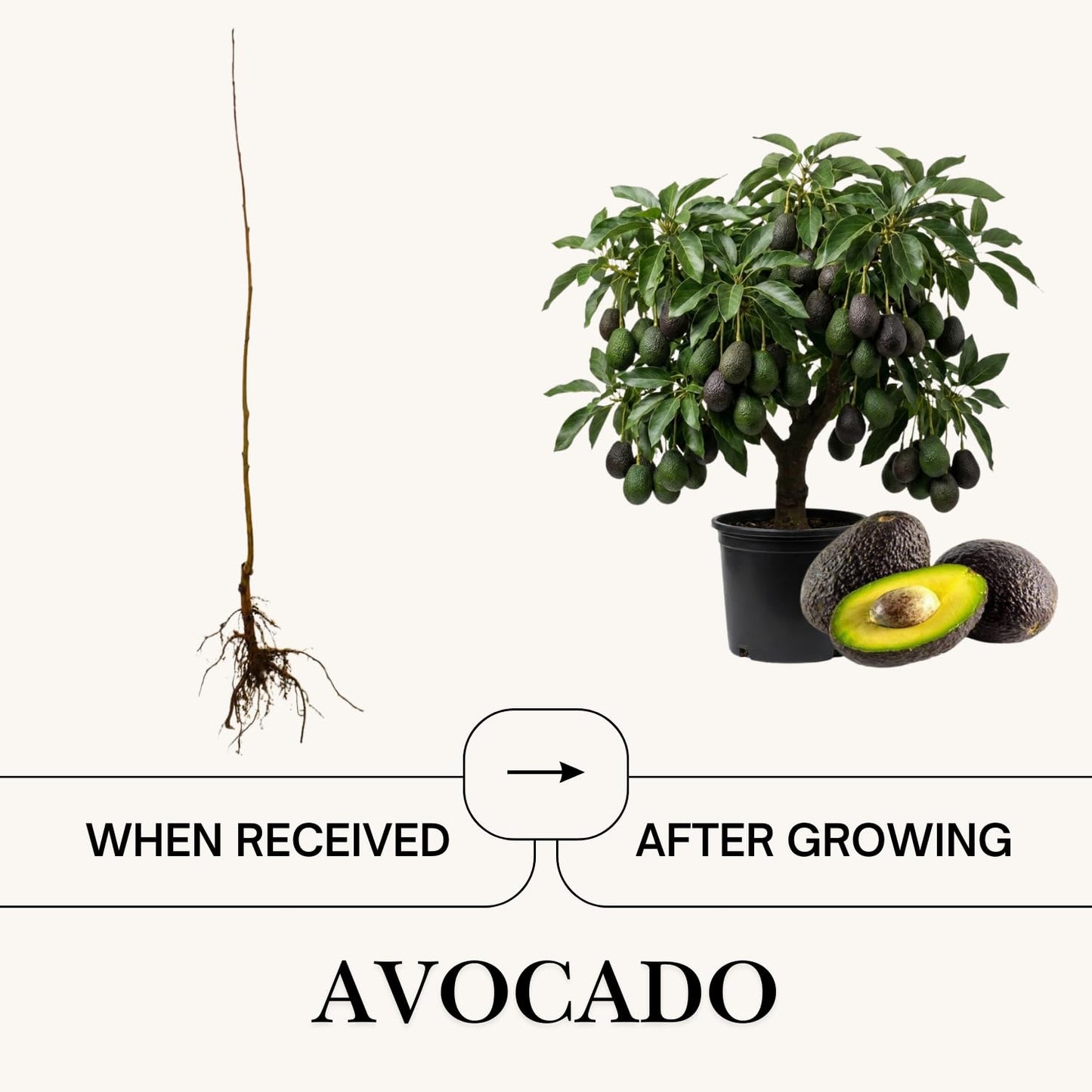 Green Avocado Tree Live Plant, 2 Years Old Seedlings, Fully Rooted Avocado Tree 3 Feet Tall
