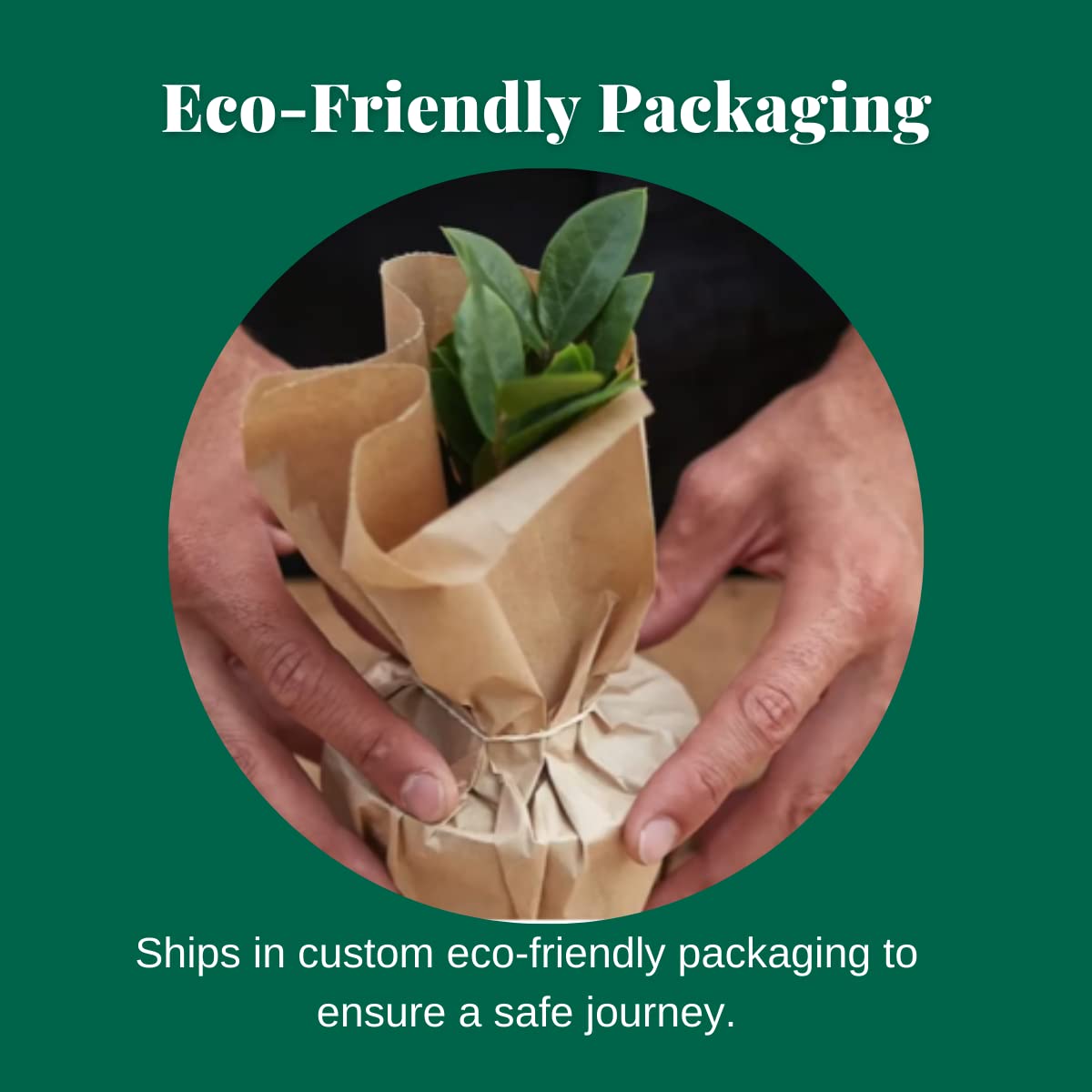 House Plant Shop | Bromeliad 'Silver Vase' - 6" Pot | Live Indoor Plant | Easy to Care | Natural Décor Plant | Great Gifts| Free Care Guide