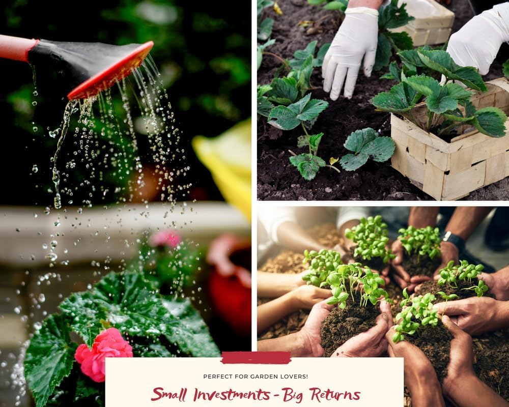 2 Swedish Ivy Plants Live Indoors to Grow in 4 Inches Pot, Plectranthus Fragrant Swedish Ivy House Plants, Live Swedish Ivy Vine, 4-6" Tall (Green Swedish Ivy)
