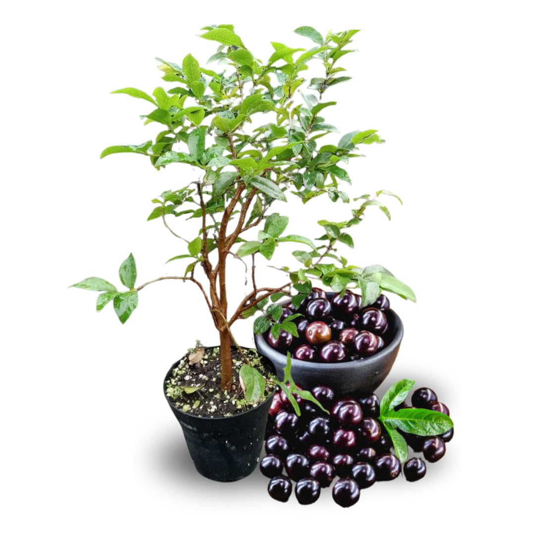 1 Year Old Jabuticaba Plant, Jaboticaba Brazilian Grape Tree Live, 10 to 12 Inches Seedling for Planting