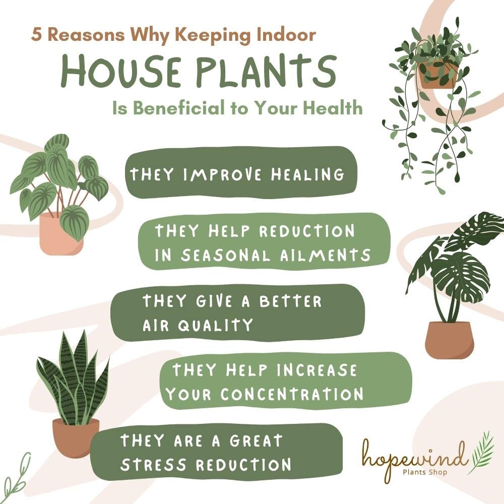 Live Plant, Snake Plant, Indoor Plant, Sansevieria, Air Purifying, Easy Care, 4 inch Pot by Hopewind Plants Shop (Black Star (Black Gold))