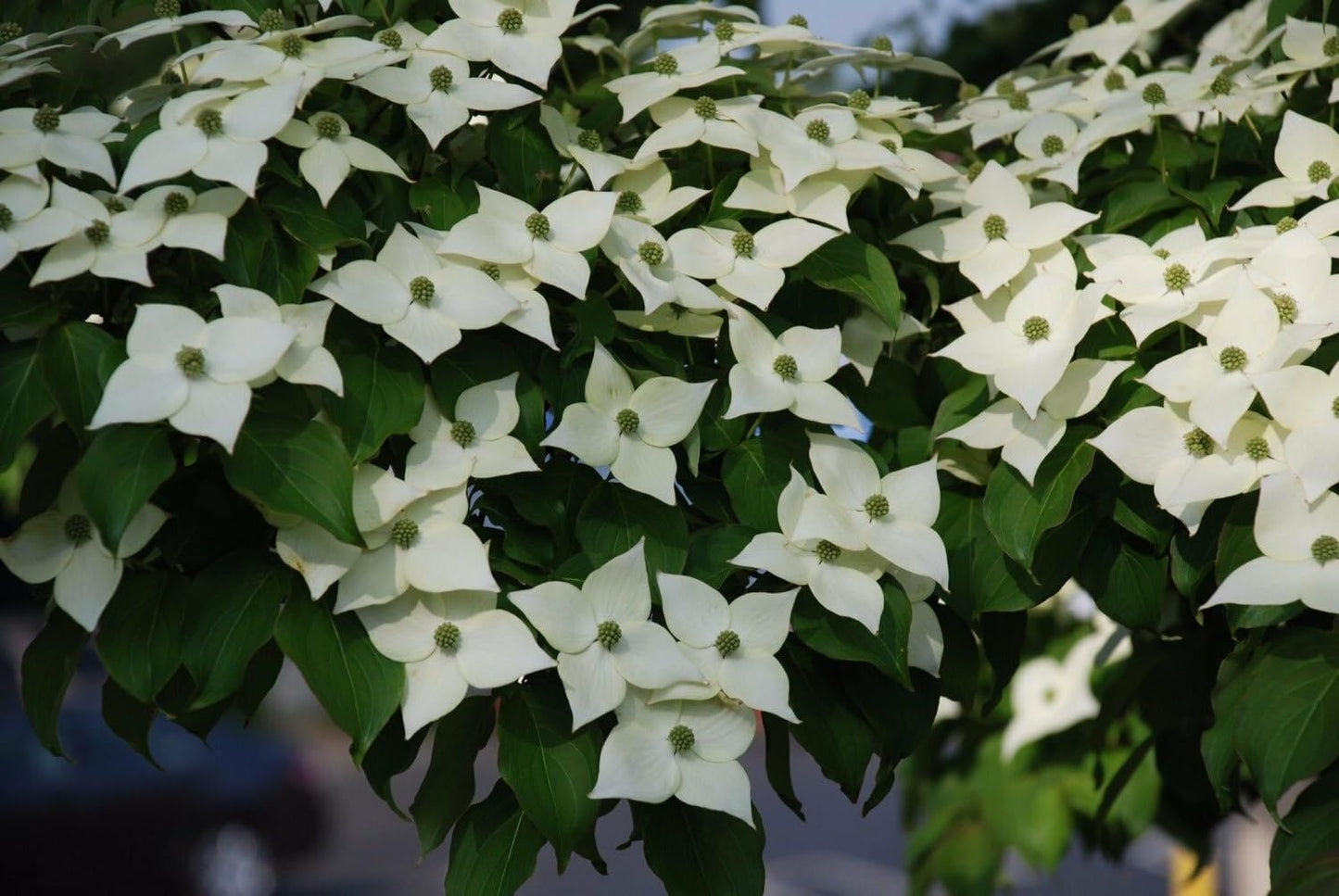 Live Plant - Kousa Japanese Dogwood Tree - 24-36" Tall Live Plant - Potted - Cornus kousa