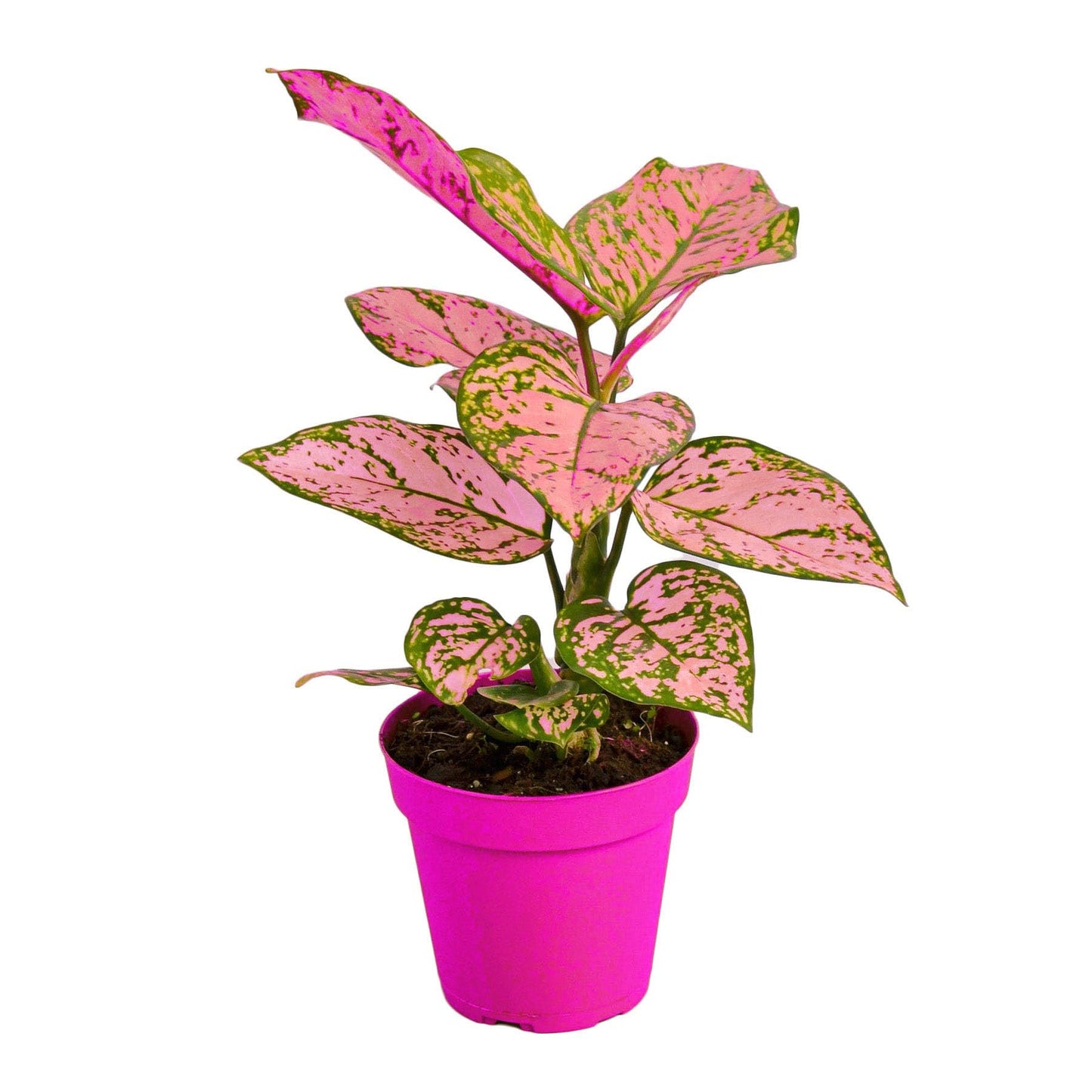 9 Pack Chinese Evergreen 'Lady Valentine' - 4" Pot in 4in Pot - Live Tropical Houseplant - Easy to Grow | Air Purifying | Variegated | USA Growers | The Snobby Leaf