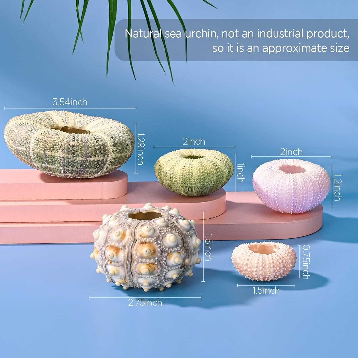 Woosytoo Hanging Air Plant Holders 6PCS β Mini Sea Urchin Shell Hanger Pots for Tillandsia & Succulent Display, Coastal Home & Garden Wall Decor, Indoor Outdoor Hanging Planter Set