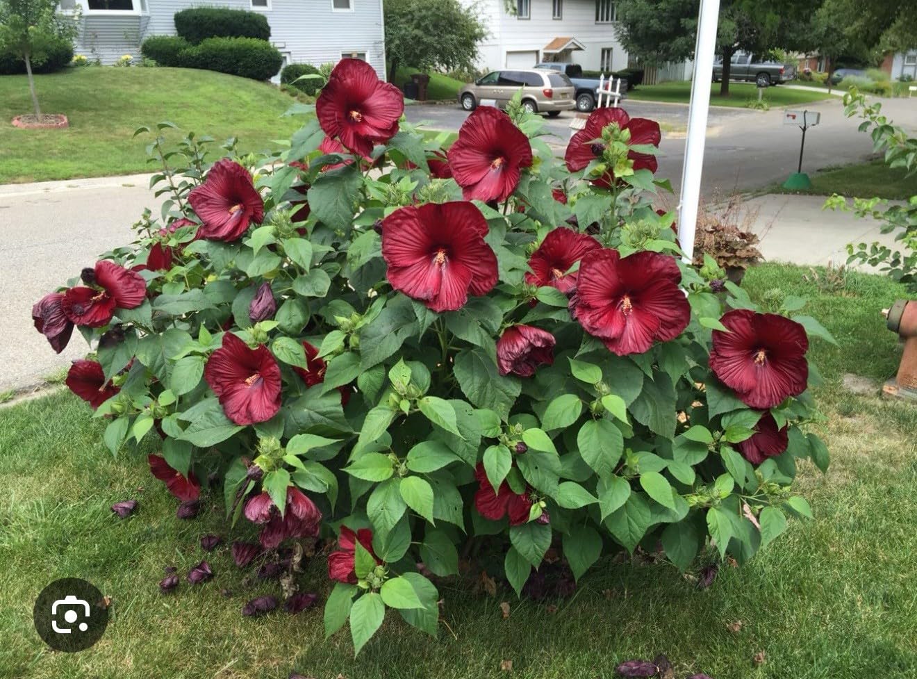 Live Plant - Luna Red Hibiscus moscheutos-Small Rooted Starter Plant-Huge 8-10โ Blooms