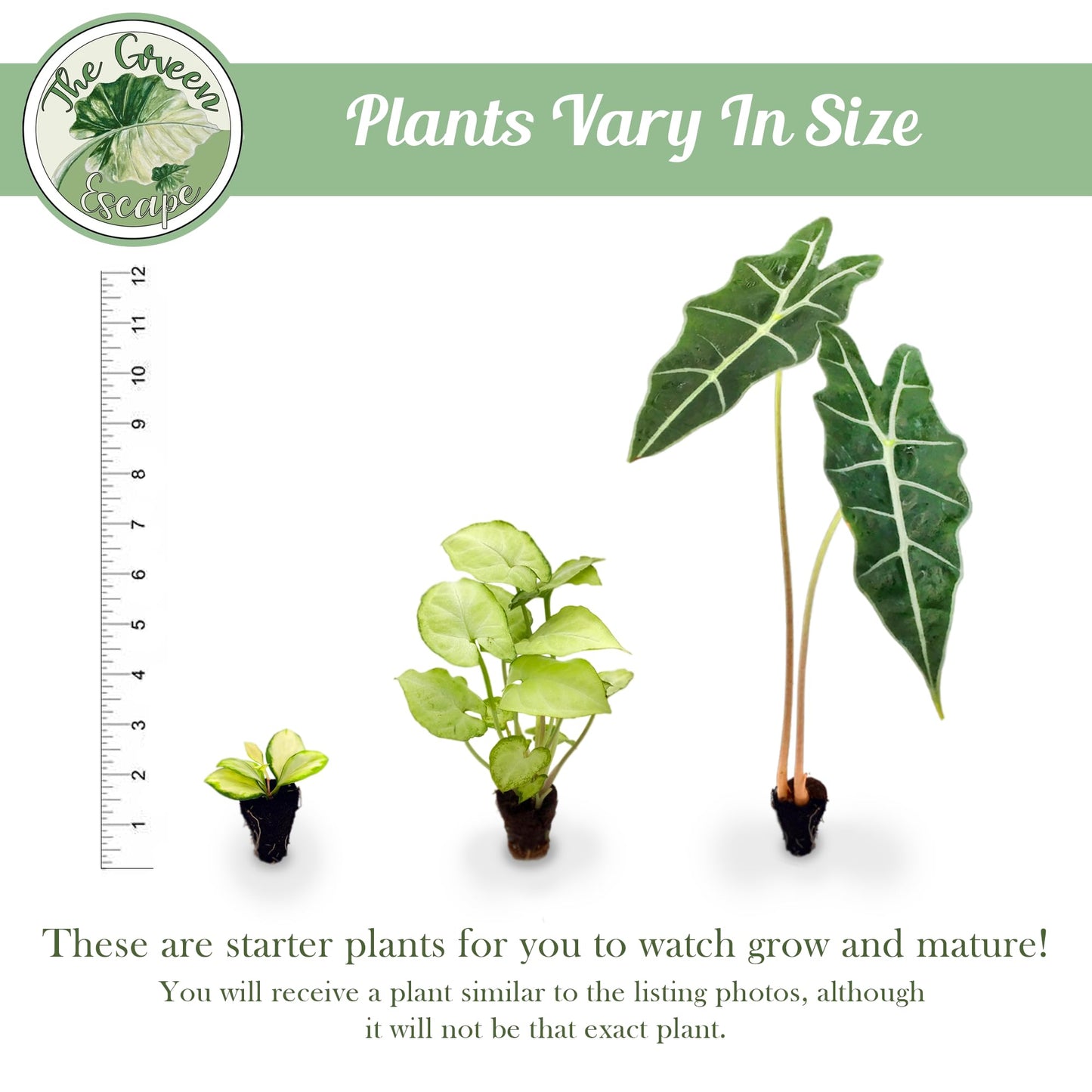 Variegated ZZ Starter Plant