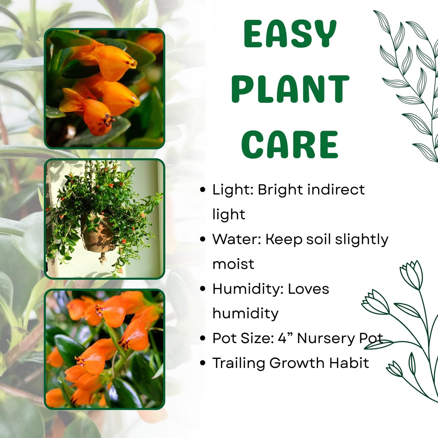 Goldfish Plant Live, Trailing Indoor Houseplant in 4 Inch Pot for Hanging Planters