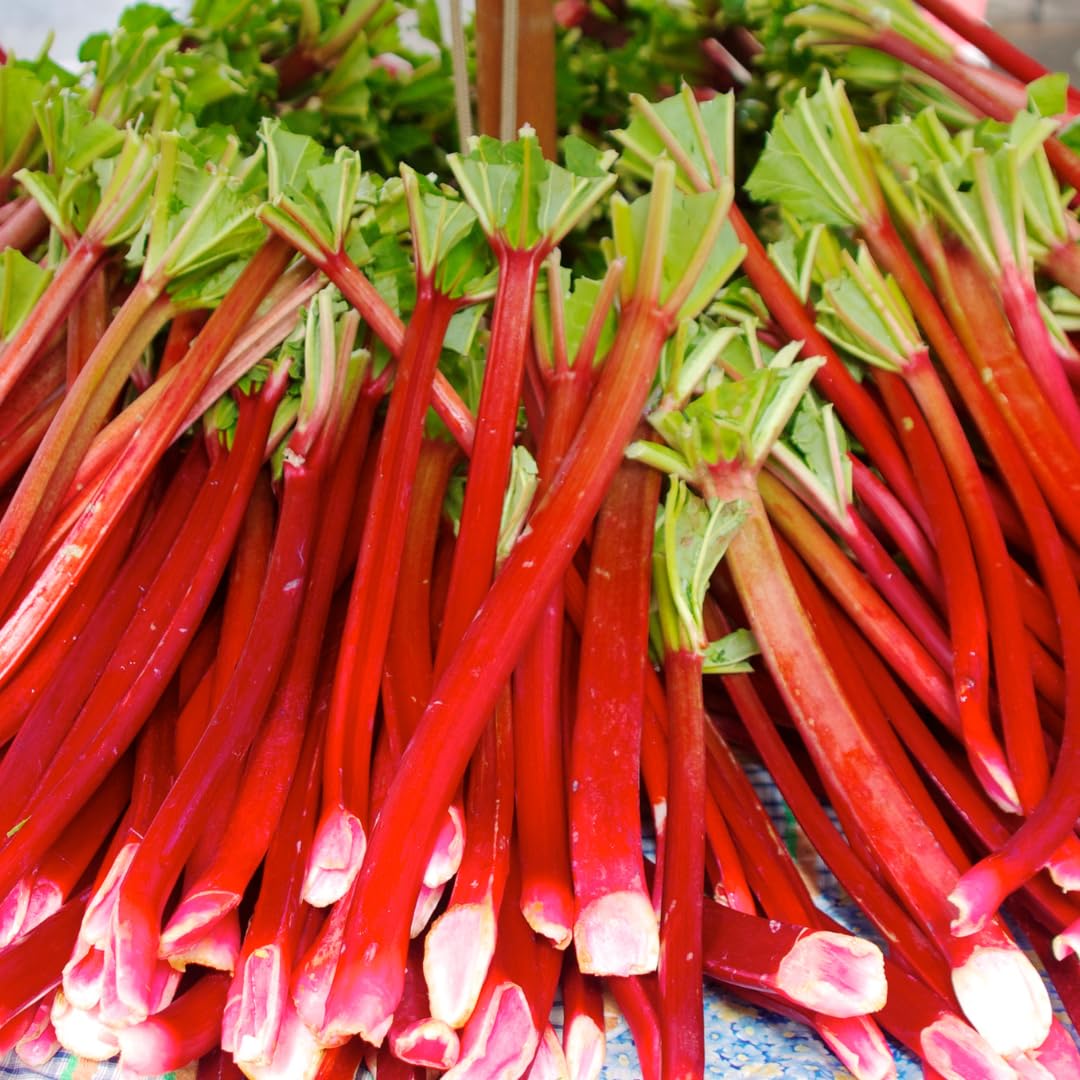 5 XL Size Rhubarb Roots for Planting, High Yield Rhubarb Plants Live, Large Crowns Cold Hardy, Zones 2-8