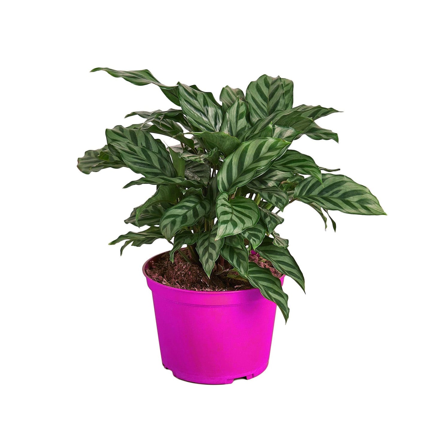5 Pack Calathea Concinna 'Freddie' - 6" Pot in 6in Pot - Live Tropical Houseplant - Easy to Grow | Air Purifying | Pet Friendly | Variegated | USA Growers | The Snobby Leaf