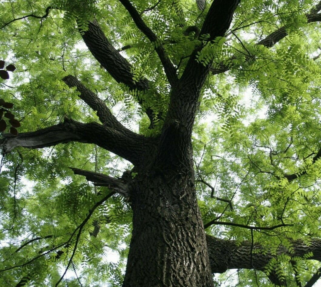 Black Walnut Tree - 10-18" Tall Nut-Bearing Live Plant - Fast Growing Tree Seedling - Juglans nigra