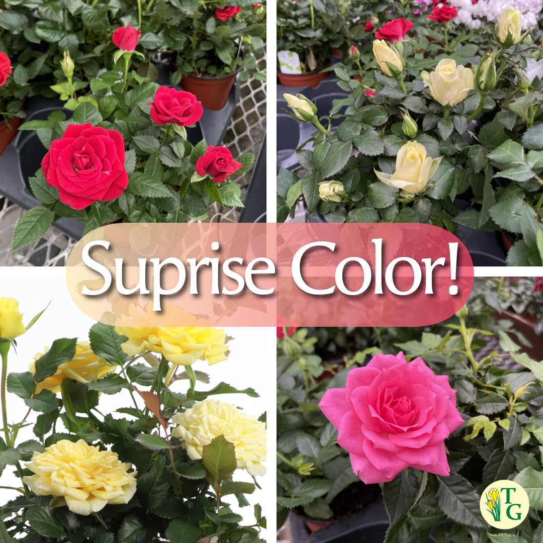 Thorsen's Greenhouse Mini Rose Bush, Spring Blooming Live Plant, Suprise Bloom Color, Gift for Mom, 4" Diameter Plant (Sage)