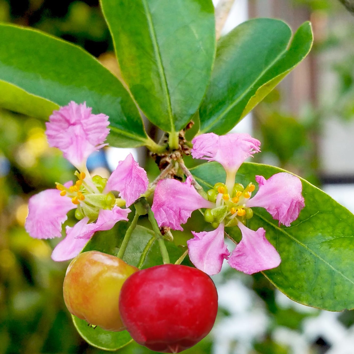 2 Dwarf Barbados Cherry Trees Live Plants 5-9 Inch Tall, Acerola Barbados Cherry Plant Live for Planting Ornamental Garden, No Pot