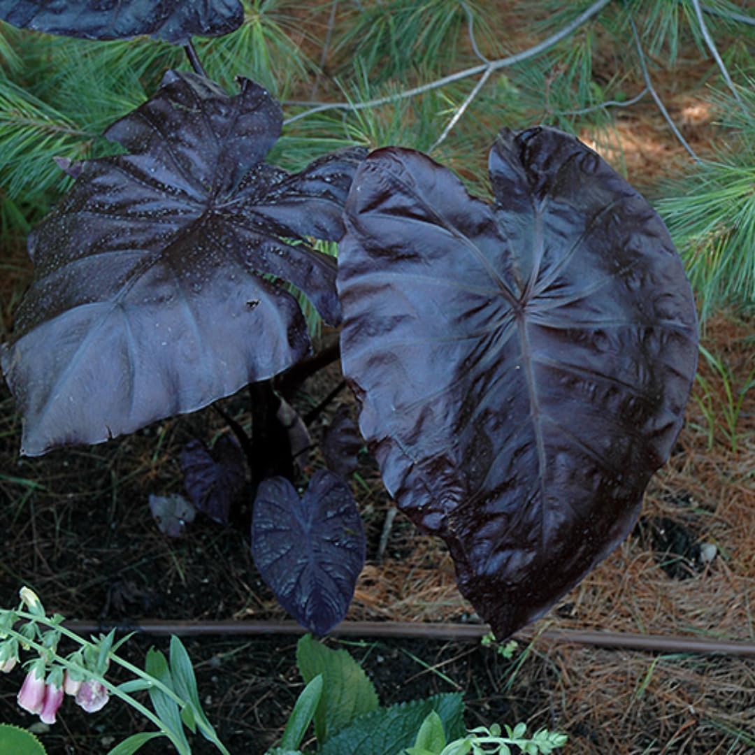 Colocasia Elephant Ears Live Plant, Alocasia Plant, Esculenta Taro Live Houseplant, 5-7 Inc Tall (Black)