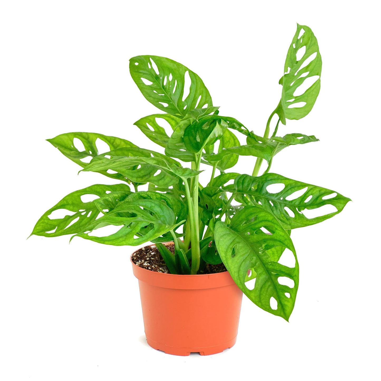 Shop Succulents Monstera Adansonii Hanging Plant, Live Indoor Plant, Easy Care Hanging Swiss Cheese Houseplant in Nursery Pot, Air Purifying Plant in Soil, Housewarming, Home Décor, 6" Pot