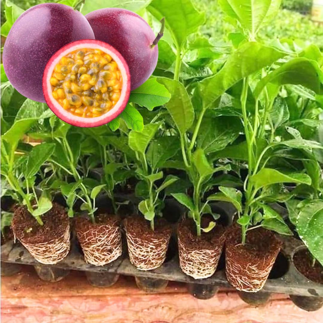 Purple Passion Fruit Tree Live Plant, Passionfruit Vine Plant, 5 to 9 Inc Tall Seedling, Passion Plant for Growing