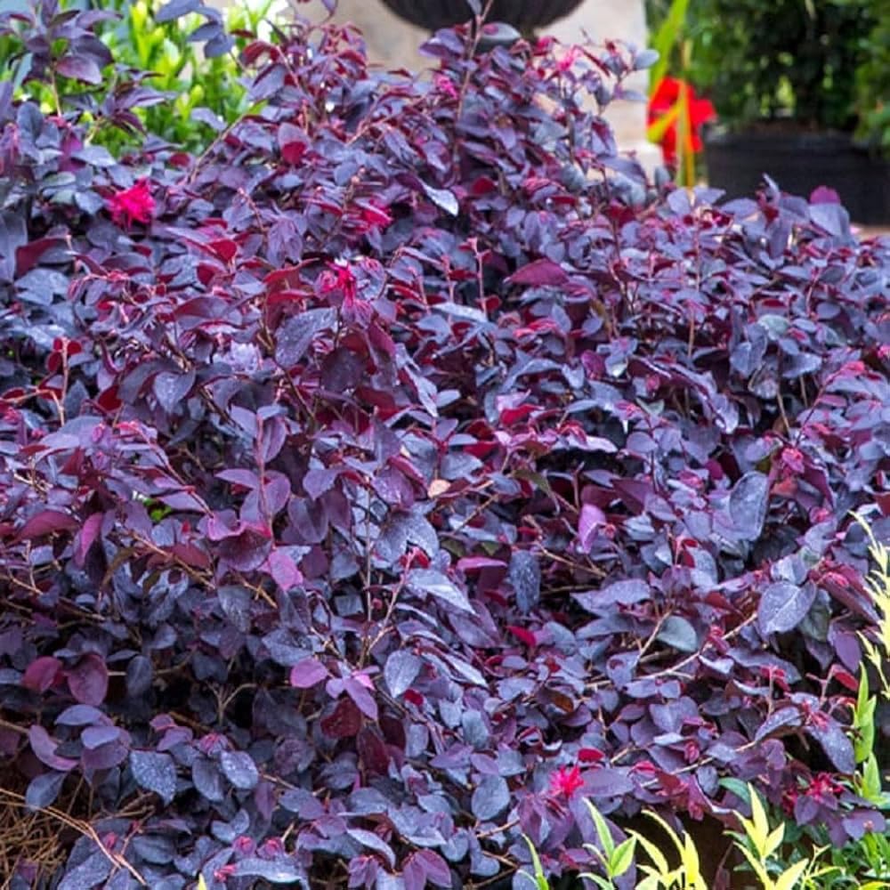 Red Diamond Loropetalum – Evergreen Shrub with Burgundy Foliage & Bright Pink Blooms for Year-Round Garden Color (3 Gallon/Potted/Single Plant)