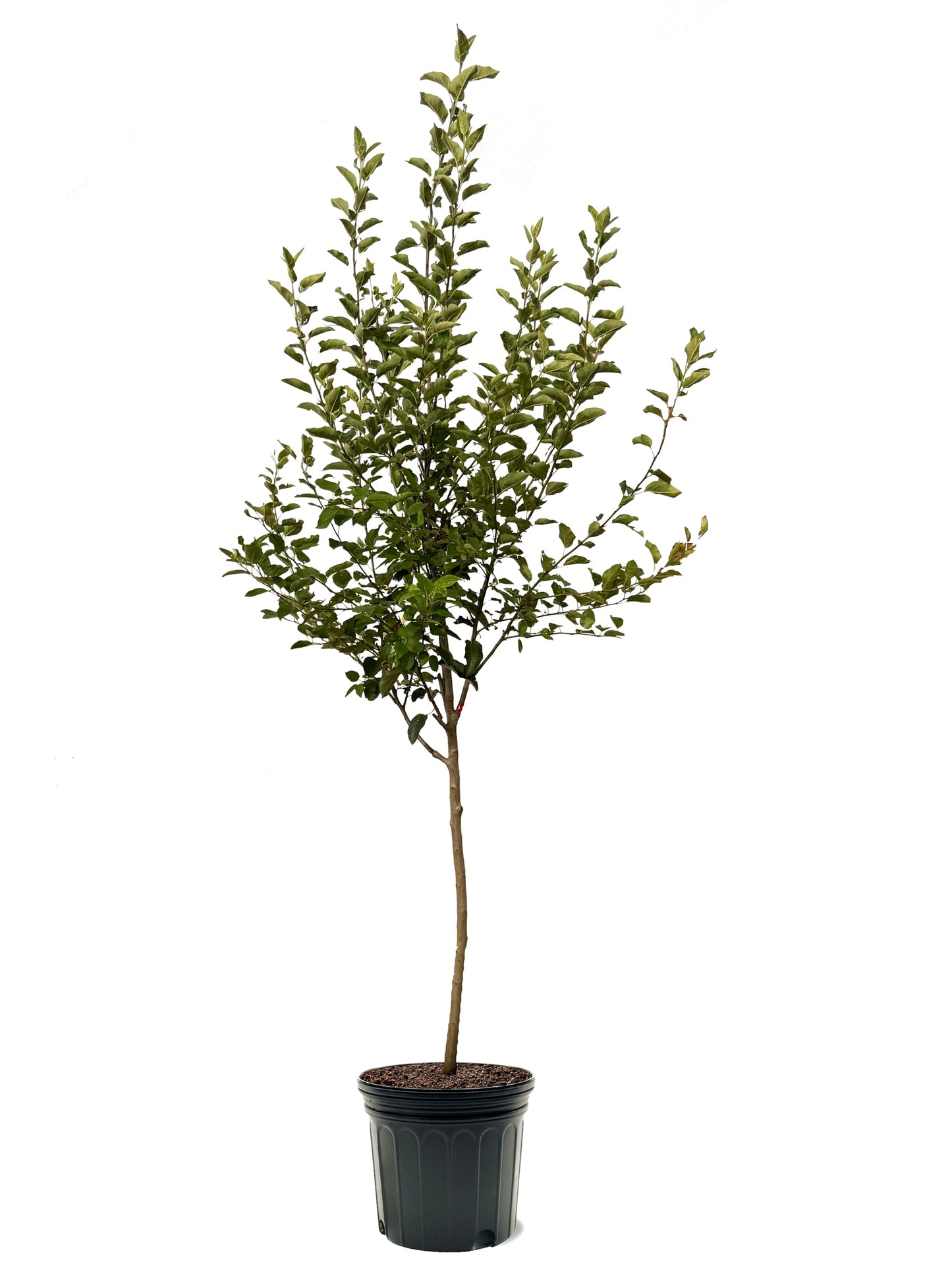 American Plant Exchange Apple Tree 'Mutsu' – Live Fruit-Bearing Plant, 7-Gallon Pot, Cold-Hardy, for Home Orchards, Backyard Gardens & Edible Landscapes