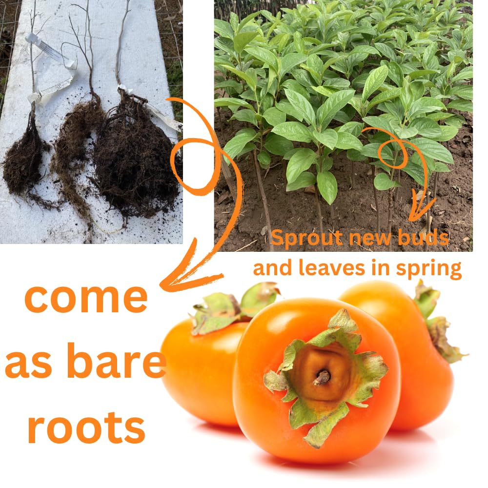 Persimmon Tree Live Plant, 1 Year Old, 6 to 15 Inches Tall, No Leaf, Dormant Sweet Persimmon Trees Fruit for Outdoor Planting
