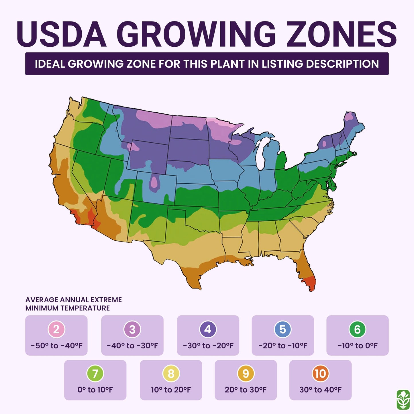 Alaska Triple White Amaryllis Bulb – Large Bulb for Planting, 4-8 Blooms, 16–24" Tall – Elegant Indoor & Outdoor Plant – Ideal for Seasonal Decor – Low-Maintenance Amaryllis Bulb (Not in Wax)