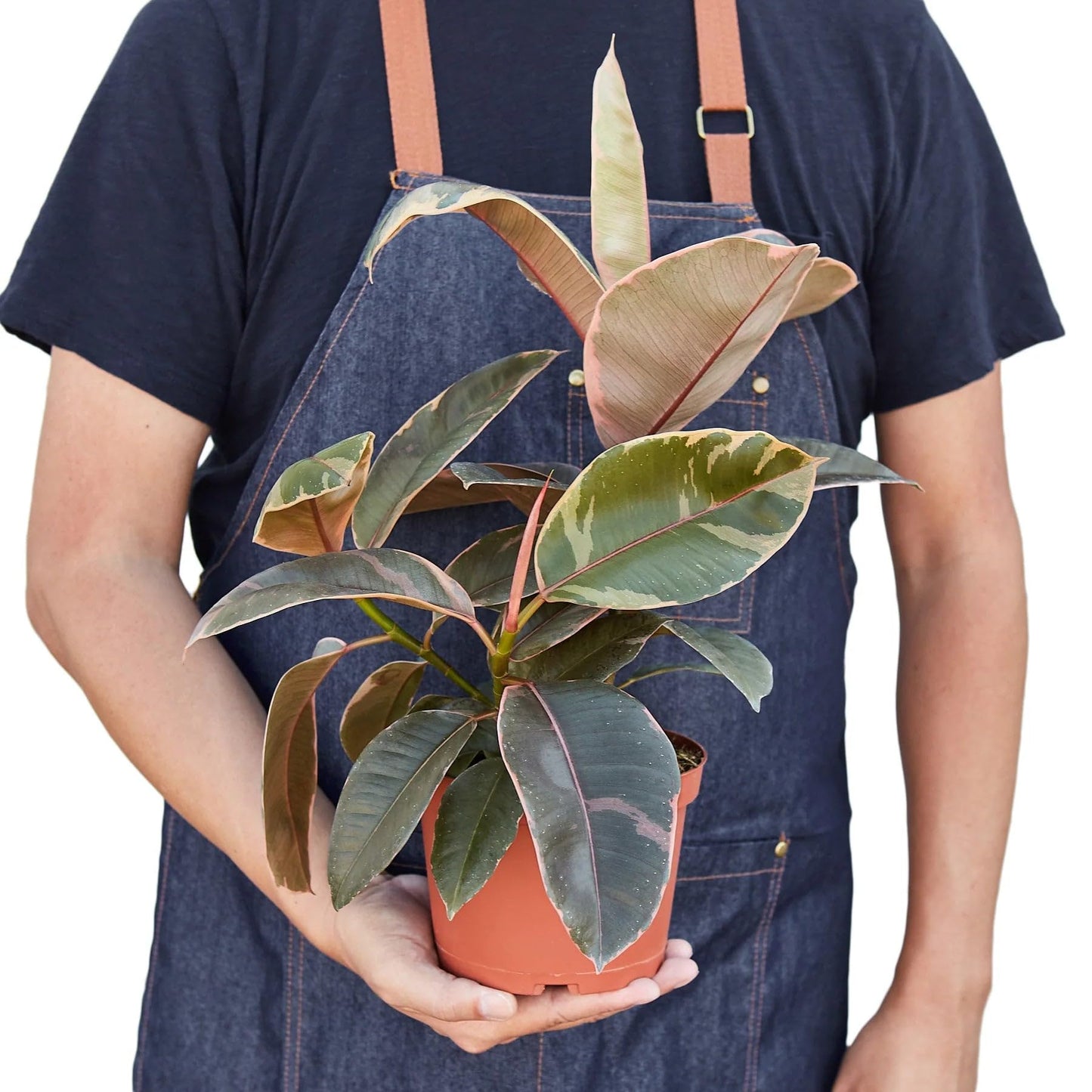 9 Pack Ficus Elastica 'Ruby Pink' in 4in Pot - Live Plants Tropical Houseplants | Variegated | USA Growers | The Snobby Leaf