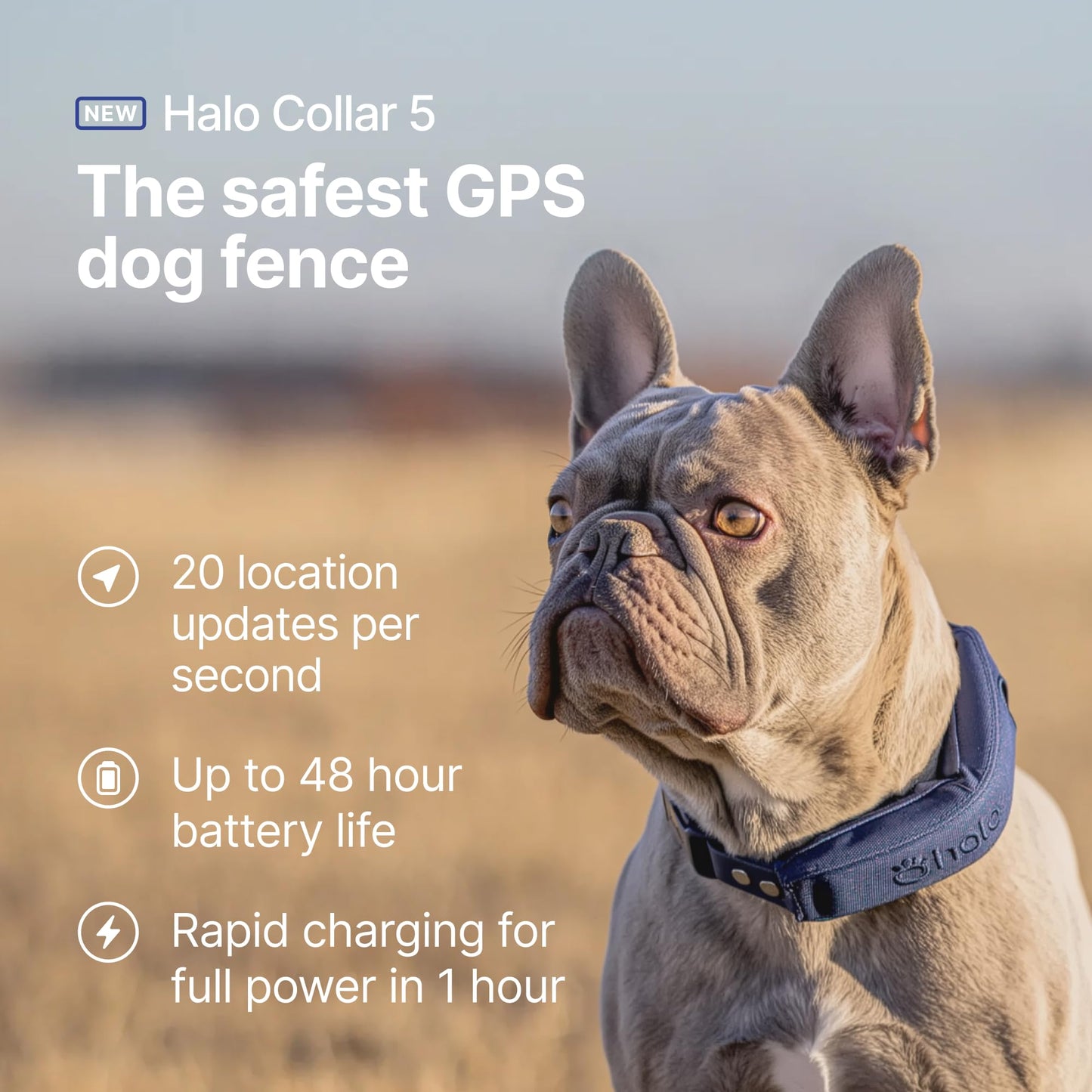 Halo Collar 5 Wireless Dog Fence & GPS Dog Collar, Keep Your Dog Safely Contained Outdoors with App-Controlled Boundaries and Real-Time Tracking, One Size, Midnight