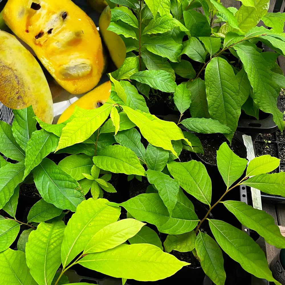 Paw Paw Tree Plant Live for Outdoor Growing, Up to 6" in Tall, Dormant in Winter, Pawpaw Asimina Triloba Hardy