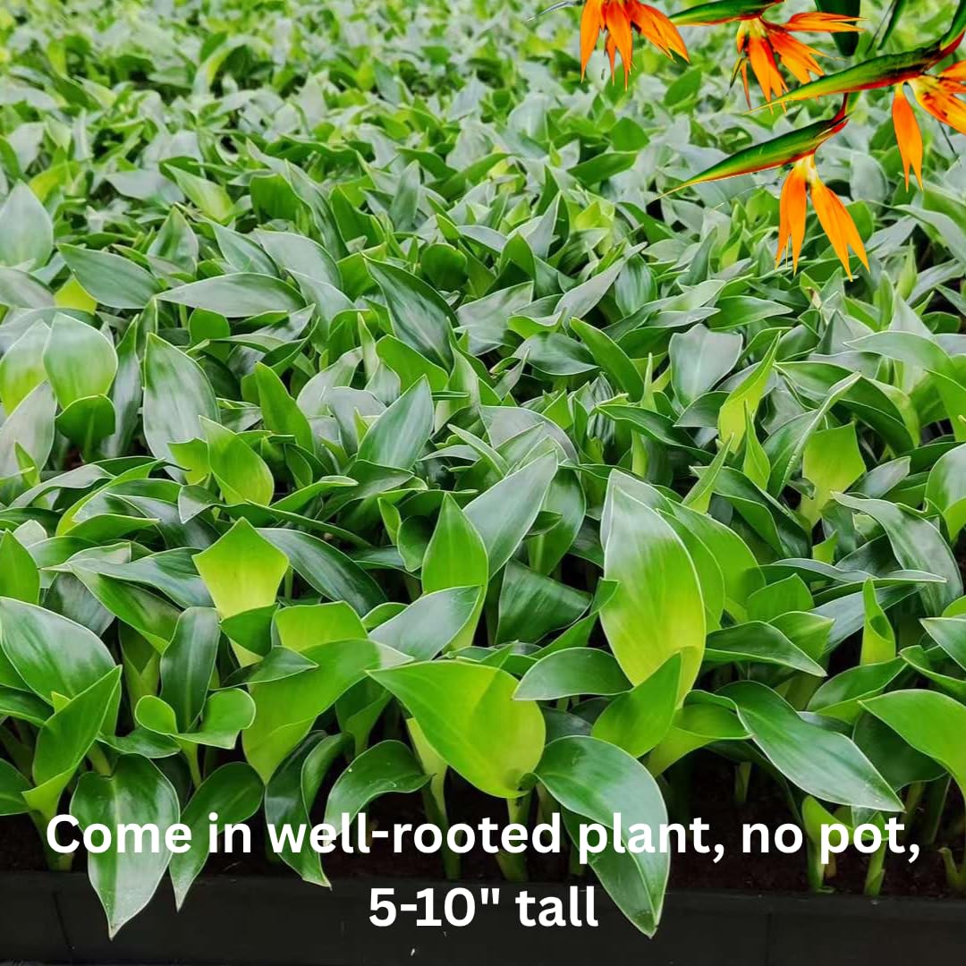 Bird of Paradise Live Plant to Grow, 5 to 9 Inches Tall, Strelitzia Reginae Bird of Paradise, Tropical Outdoor Plant (Yellow Bird of Paradise)