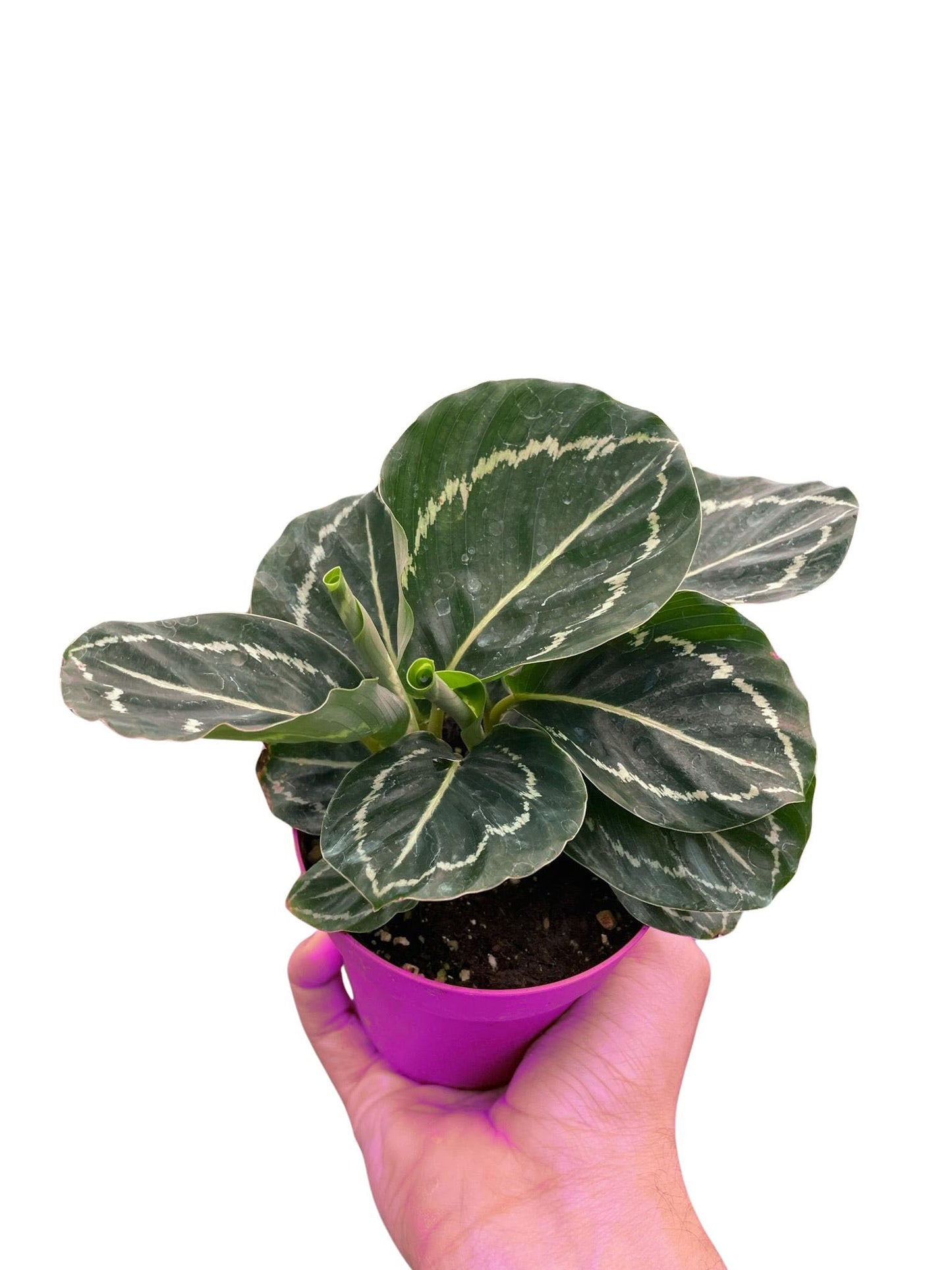 4 Pack Calathea 'Green Goddess' in 4in Pot - Live Tropical Houseplant - Easy to Grow | Air Purifying | Pet Friendly | Variegated | USA Growers | The Snobby Leaf
