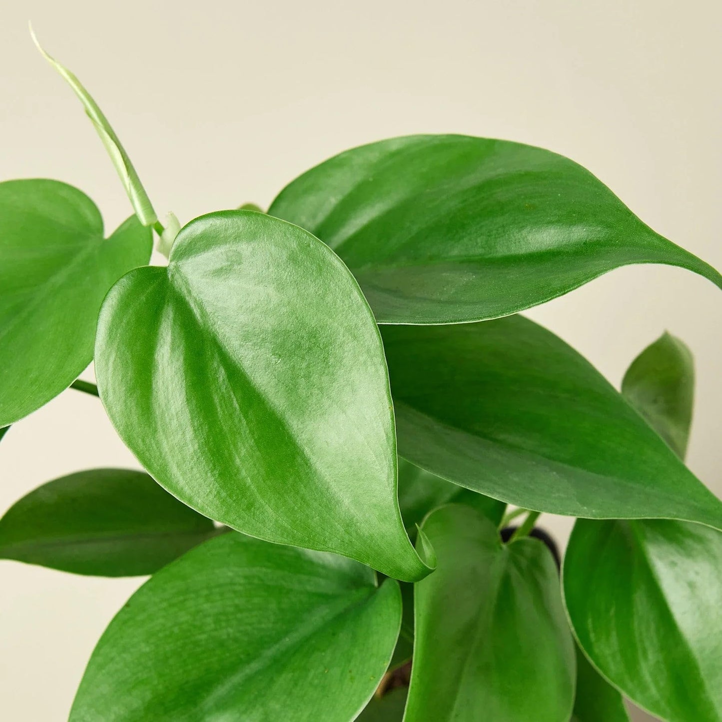 2 Pack Philodendron Cordatum Heartleaf in 3in Pot - Live Plants Tropical Houseplants | Variegated | USA Growers | The Snobby Leaf