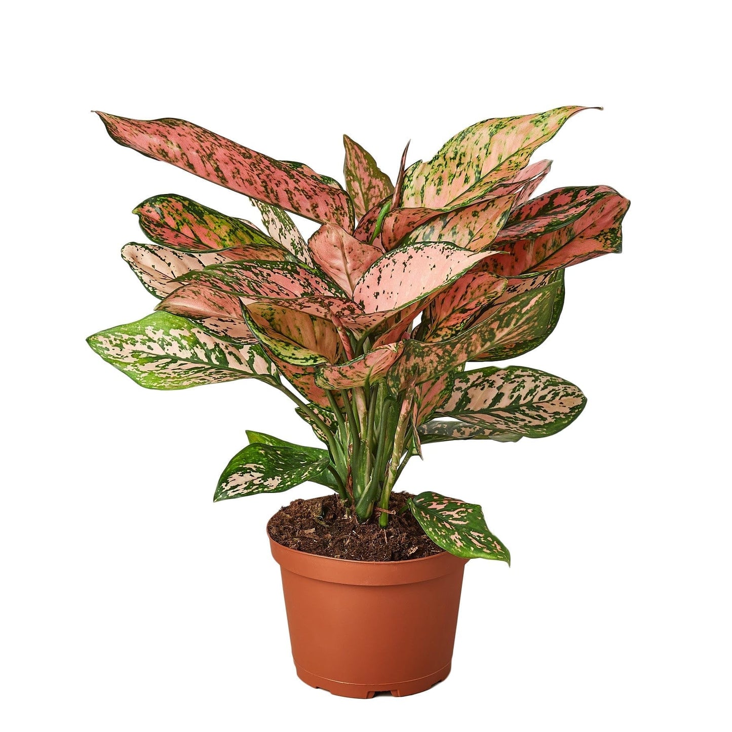 3 Pack Chinese Evergreen 'Lady Valentine' - in 6in Pot - Live Plants Tropical Houseplants | Variegated | USA Growers | The Snobby Leaf