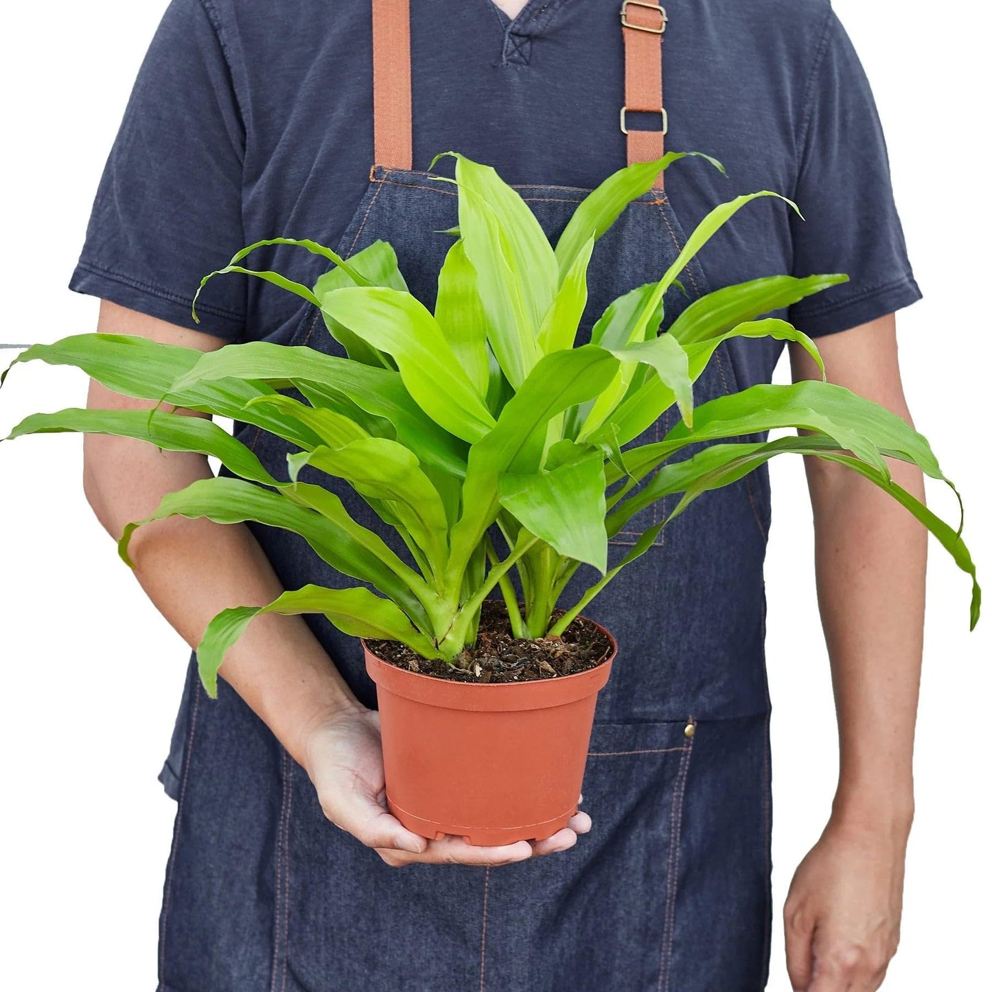 3 Pack Dracaena 'Lime Light' in 6in Pot - Live Plants Tropical Houseplants | Variegated | USA Growers | The Snobby Leaf