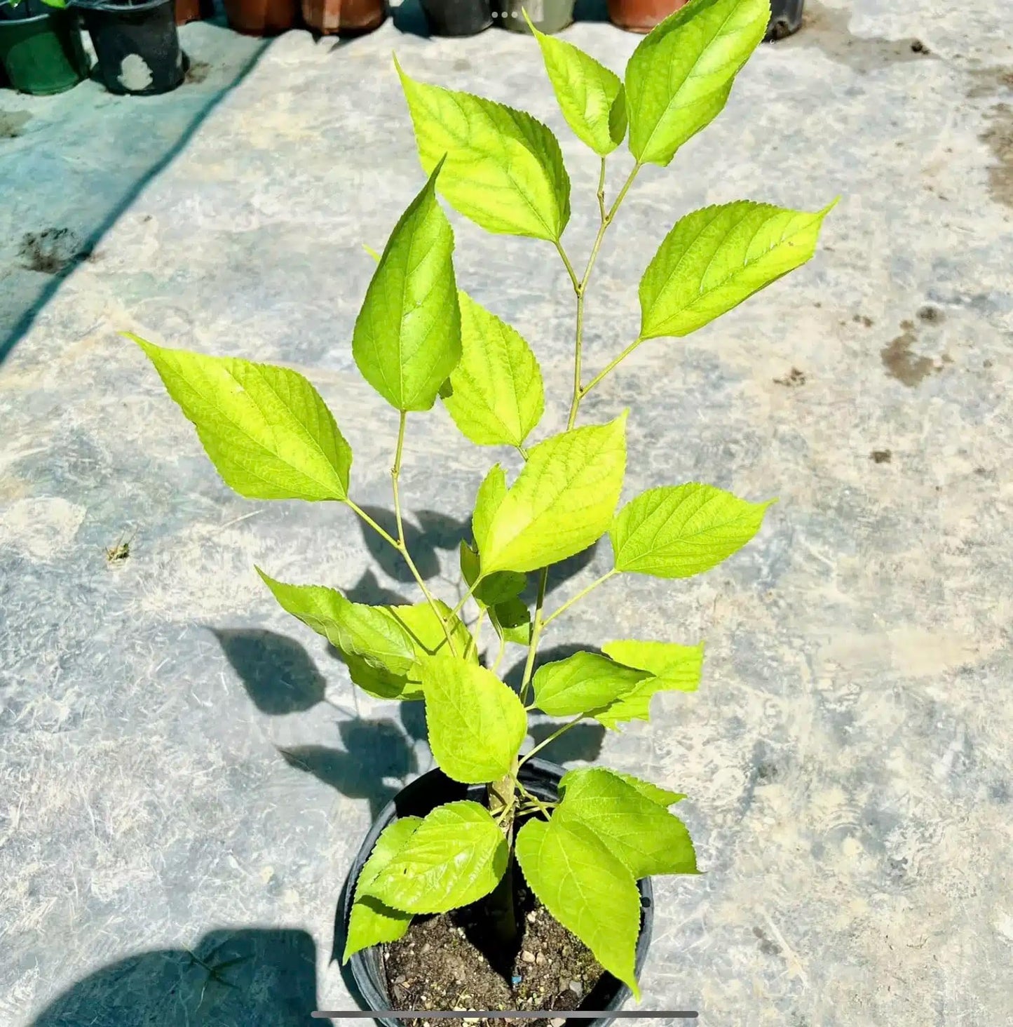 Live Plant - Mulberry (Morus) Tropical Fruit Tree 1β-2β
