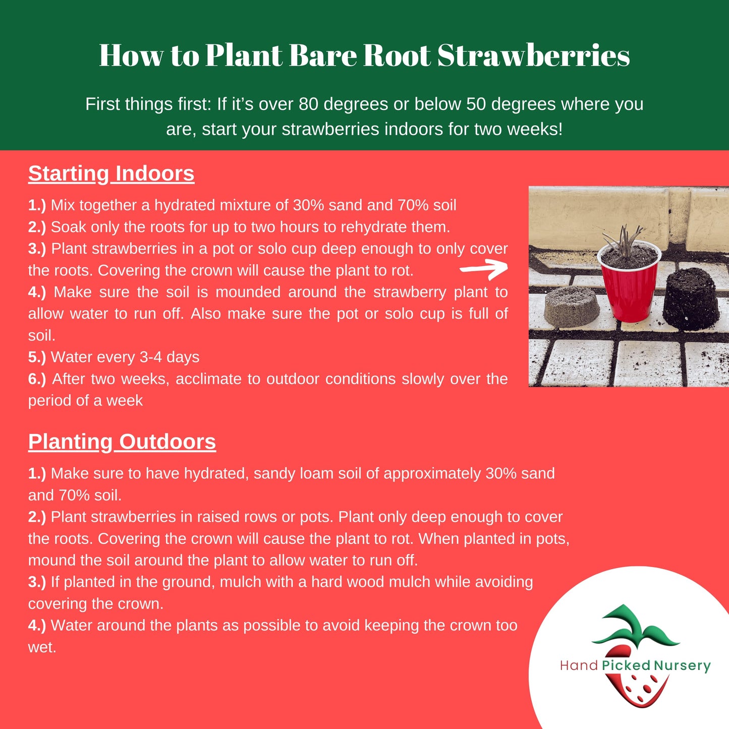 Cabot June-Bearing Bare Root Strawberry Plants - Grow Extra-Large, Extra-Sweet Strawberries - Strawberry Plants from Hand Picked Nursery (10)