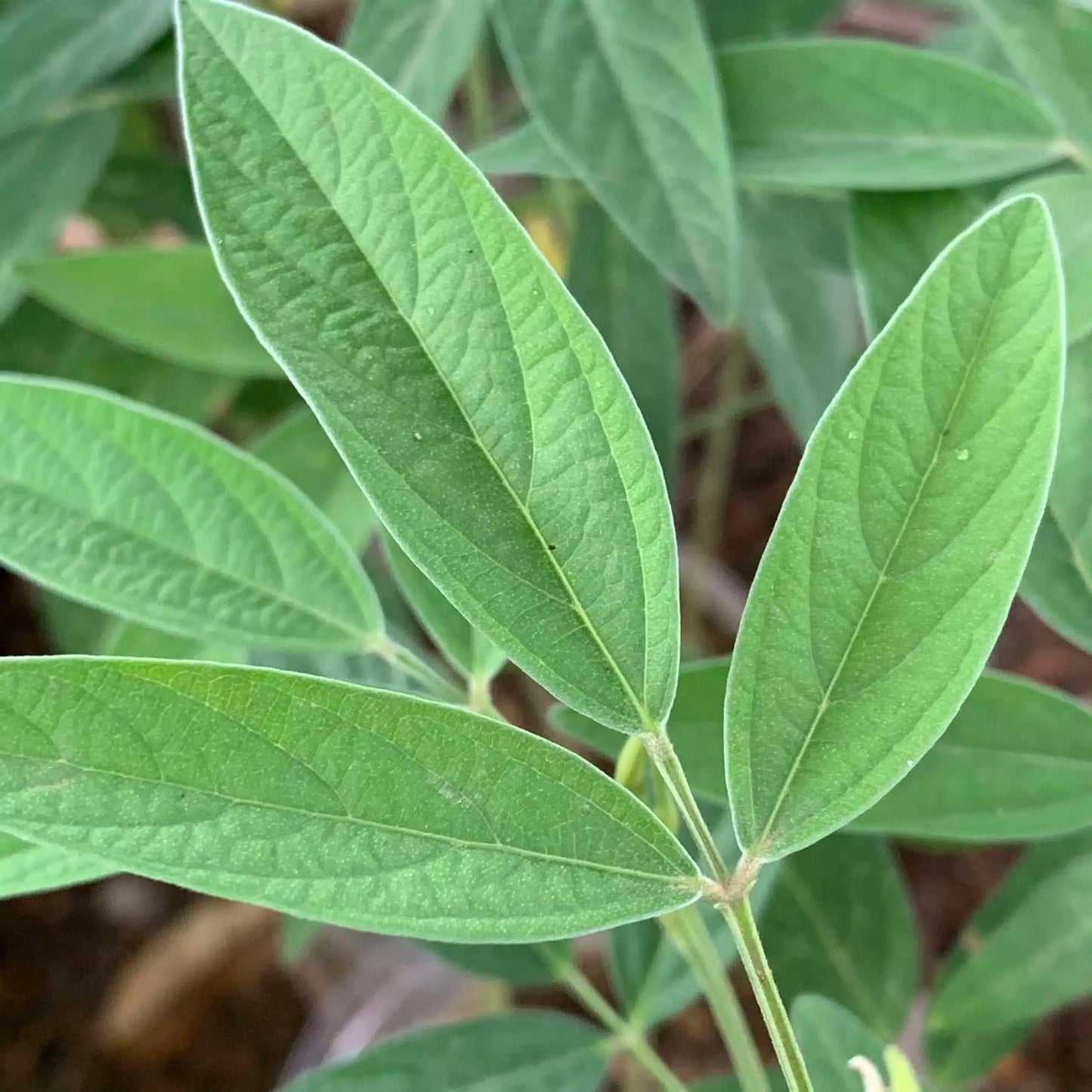 Live Plant - Pigeon Peas (Cajanus cajan) Tropical Living Plant 12β-24β