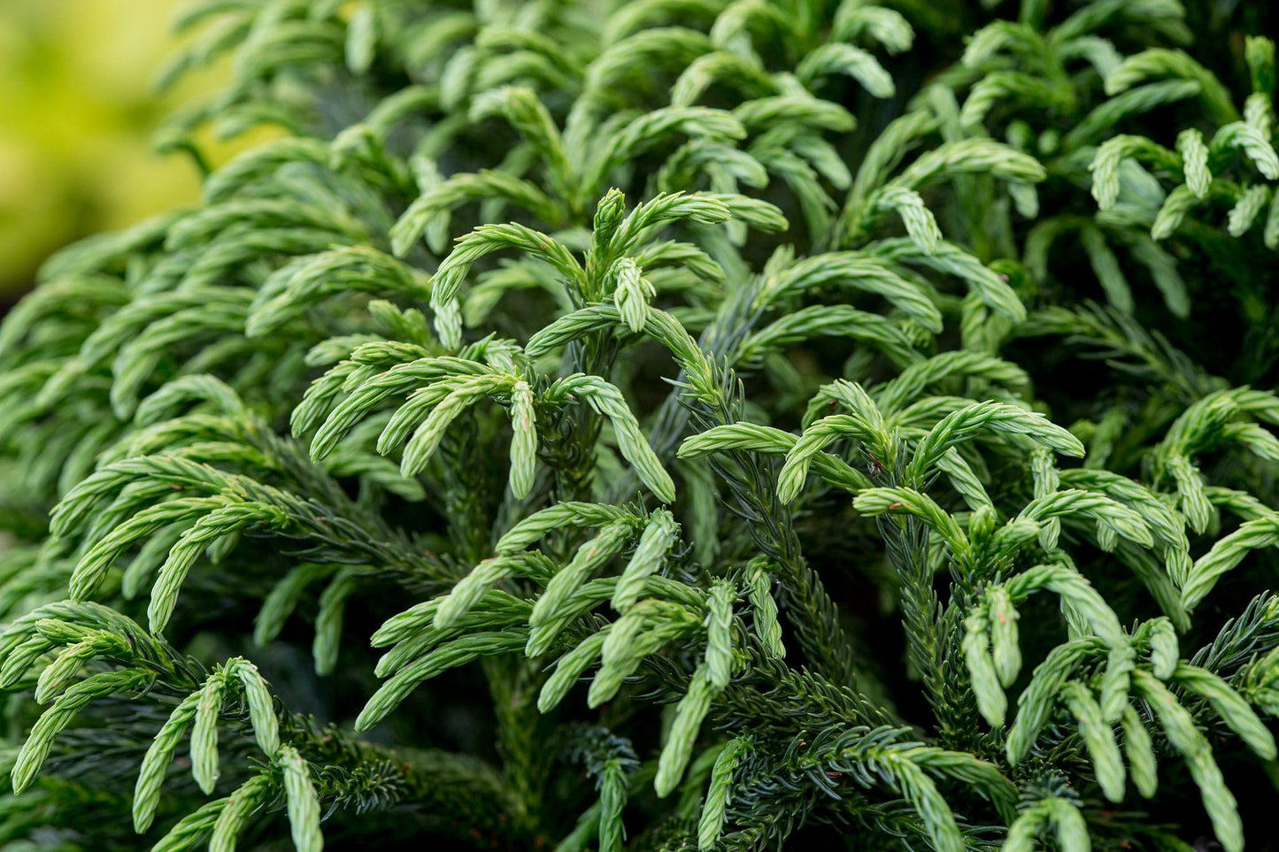 Globosa Nana Cryptomeria โ Compact Dwarf Evergreen Conifer Shrub for Landscaping, Year-Round Green Foliage, Low-Maintenance Small Garden Plant (3 Gallon Plant)