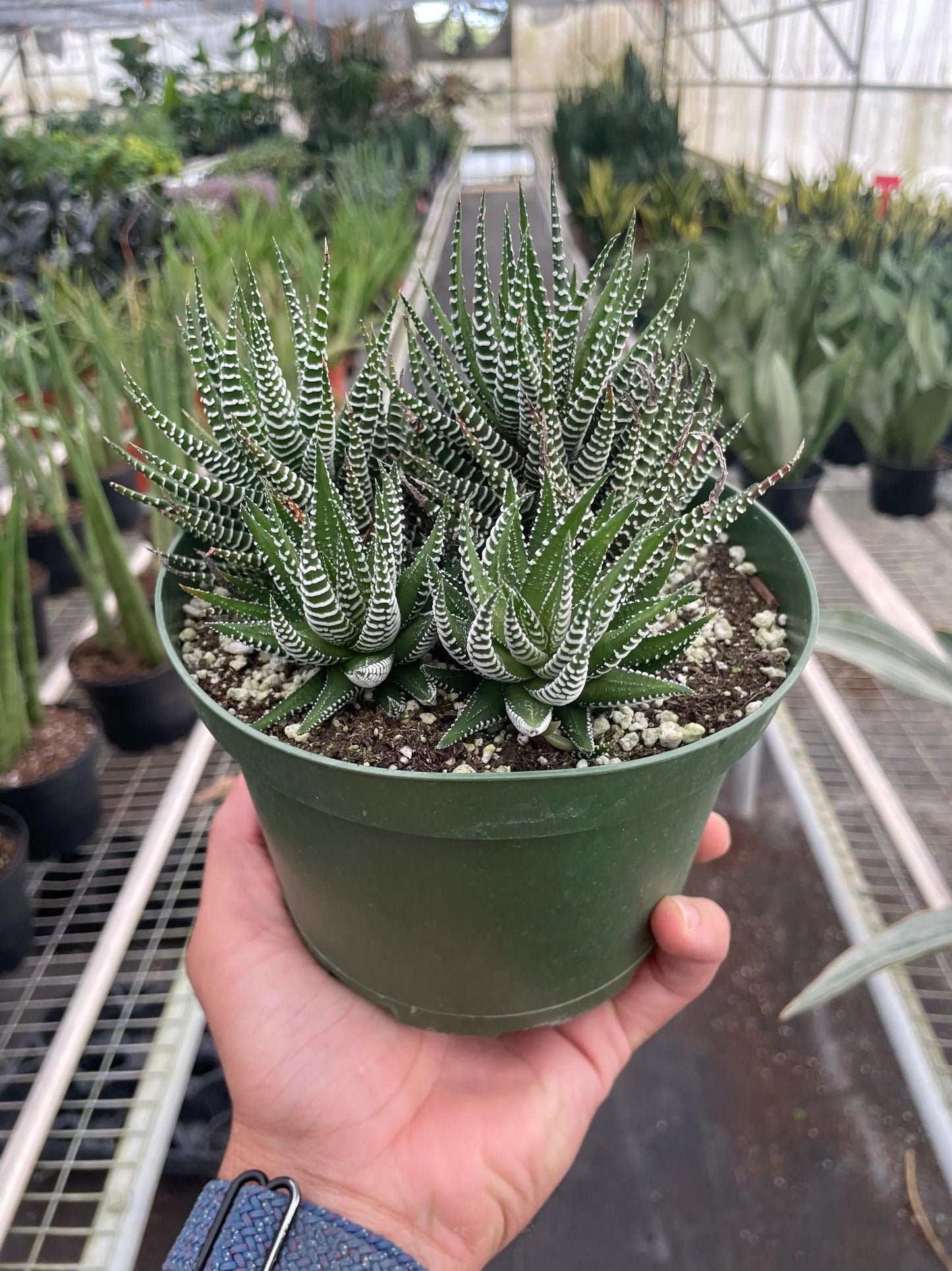 5 Pack Zebra Succulent in 4in Pot - Live Plants Tropical Houseplants | Variegated | USA Growers | The Snobby Leaf